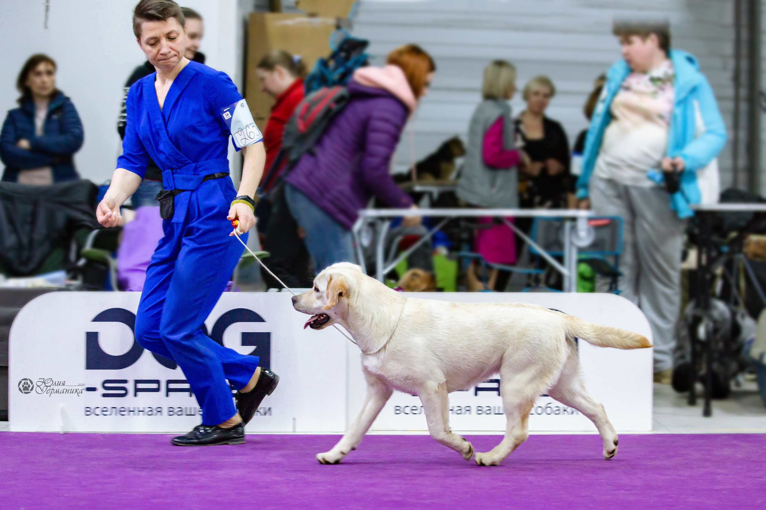 Чайна-Таун 24 и 27 марта 2022. Фотограф-анималист Юлия Германика