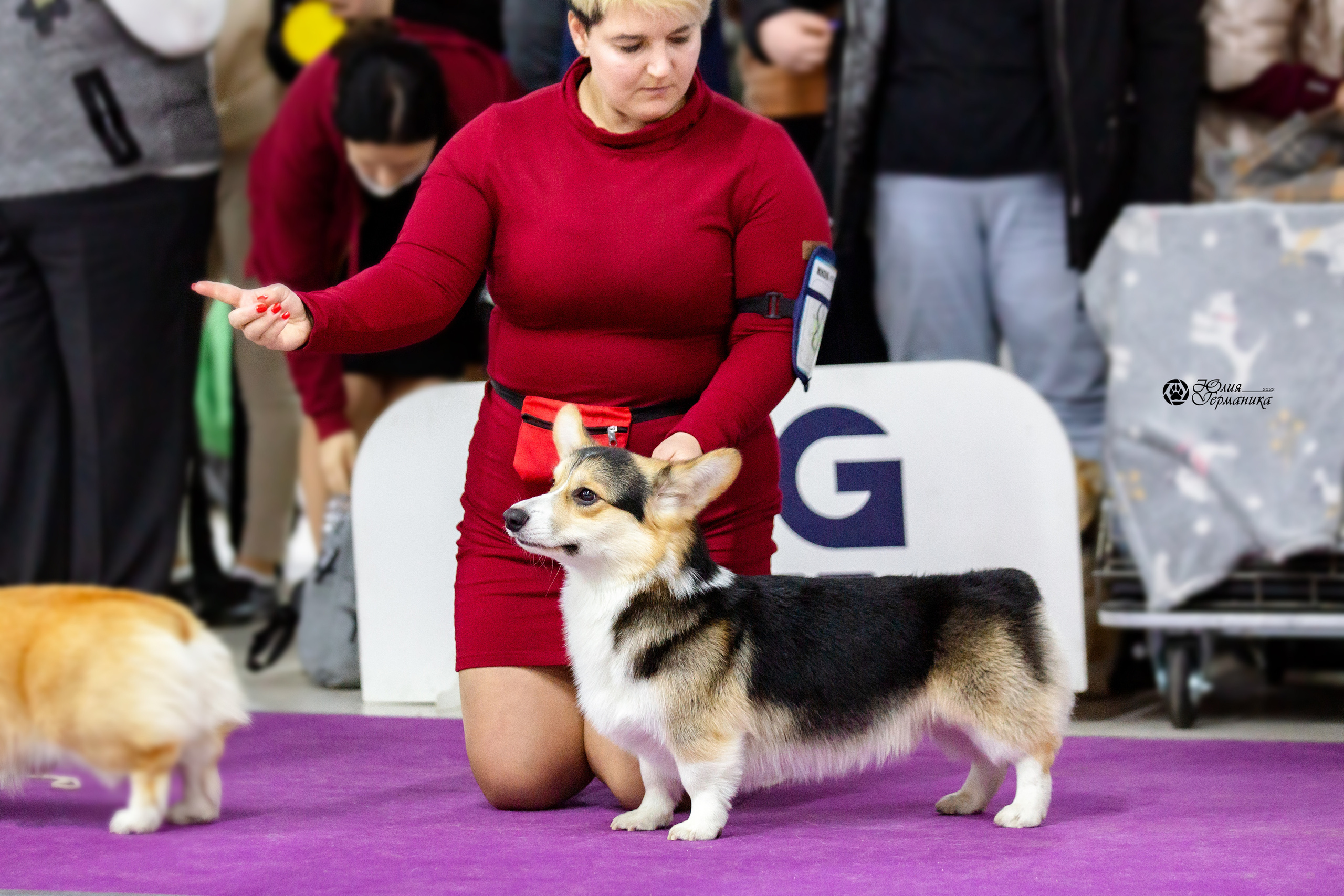 Чайна-Таун 27 февраля 2022. Фотограф-анималист Юлия Германика