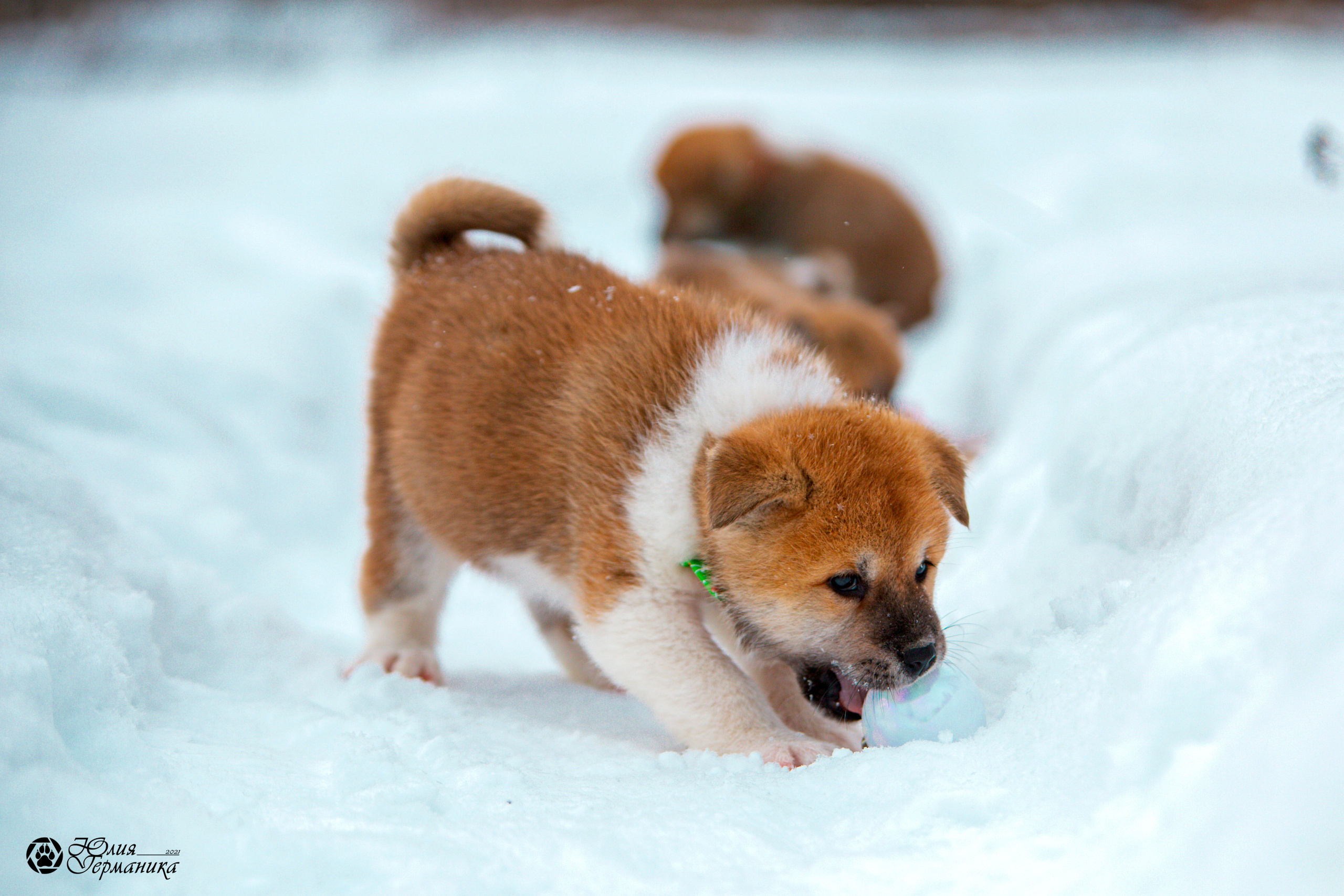 Съёмки щенков и котят. Фотограф-анималист Юлия Германика