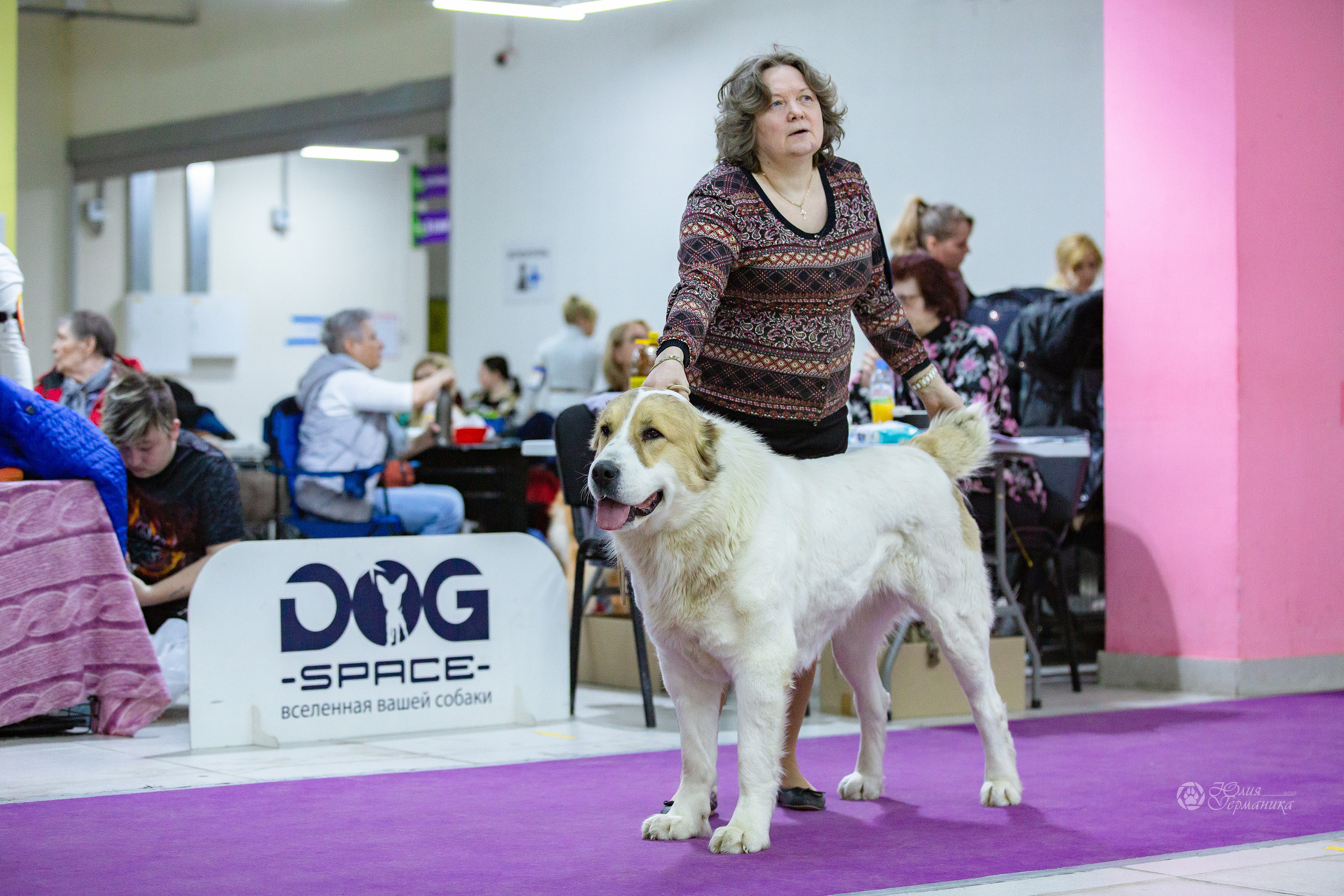 Чайна-Таун 24 и 27 марта 2022. Фотограф-анималист Юлия Германика