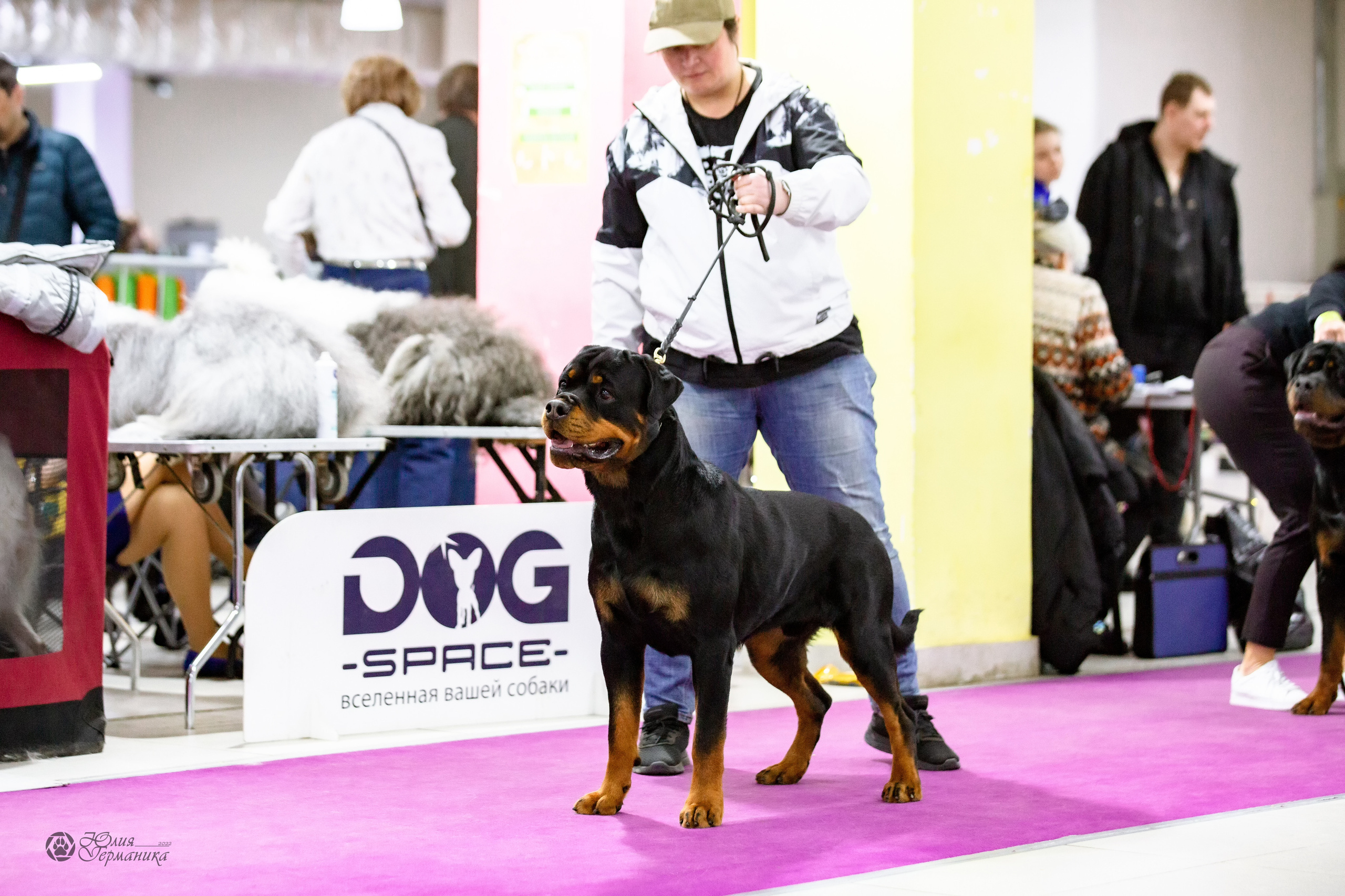 Чайна-Таун 13 и 20 марта 2022. Фотограф-анималист Юлия Германика