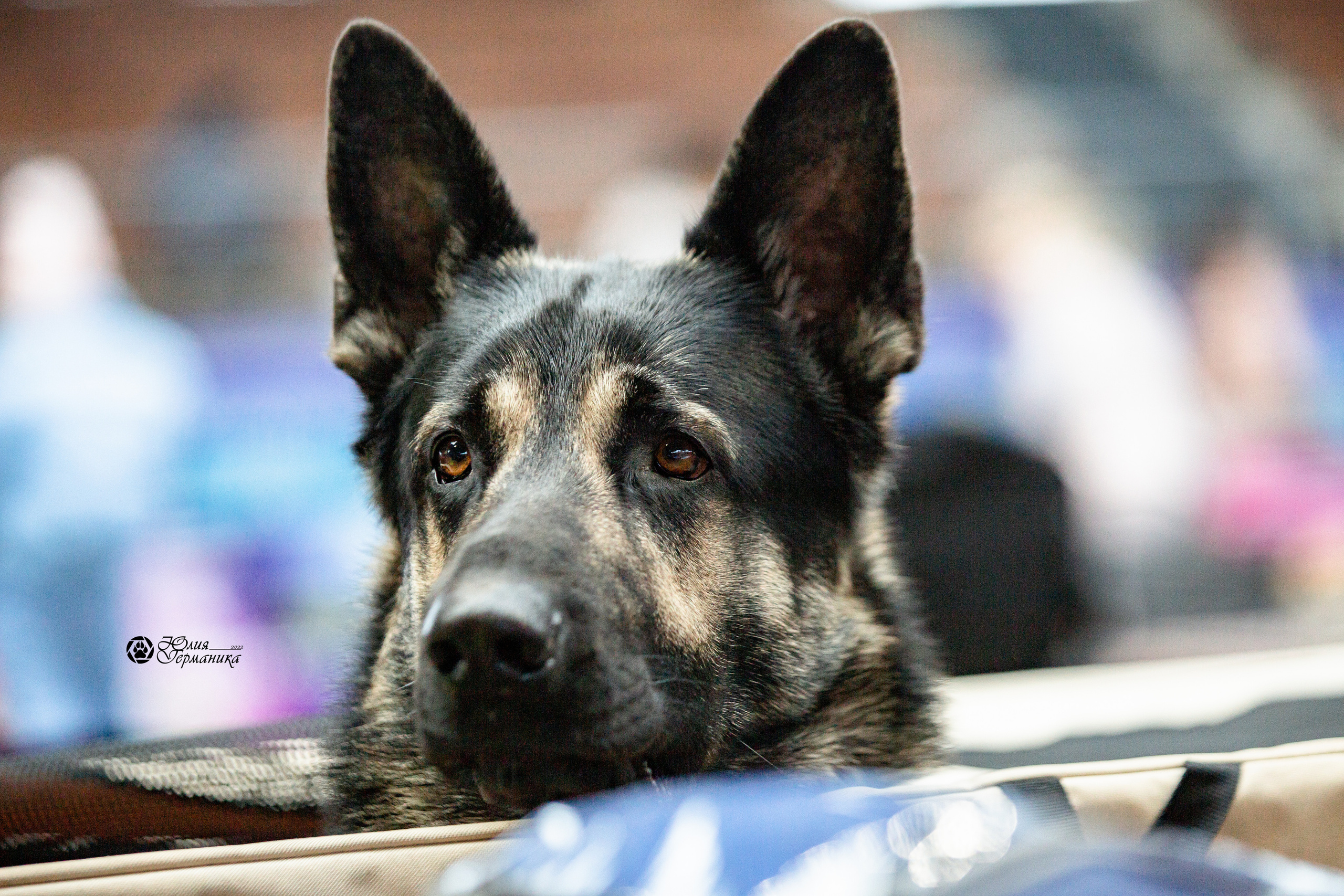 Минск 2хCACIB 5-6 марта 2022. Фотограф-анималист Юлия Германика