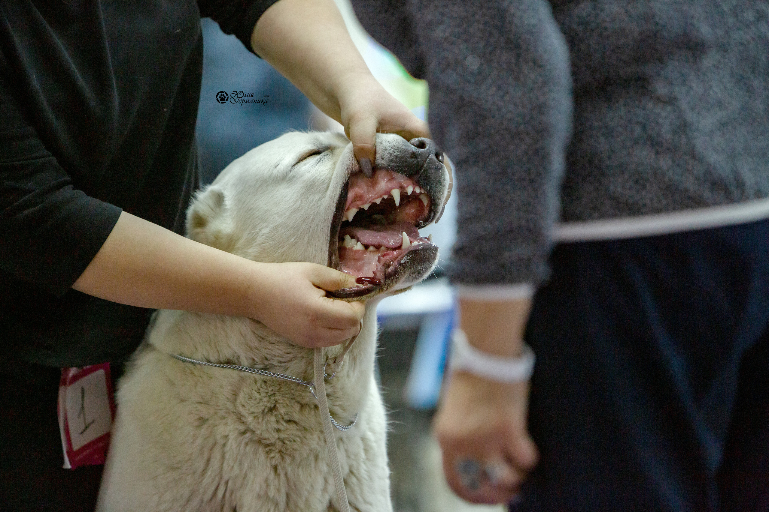 Чайна-Таун 8 января 2022. Фотограф-анималист Юлия Германика