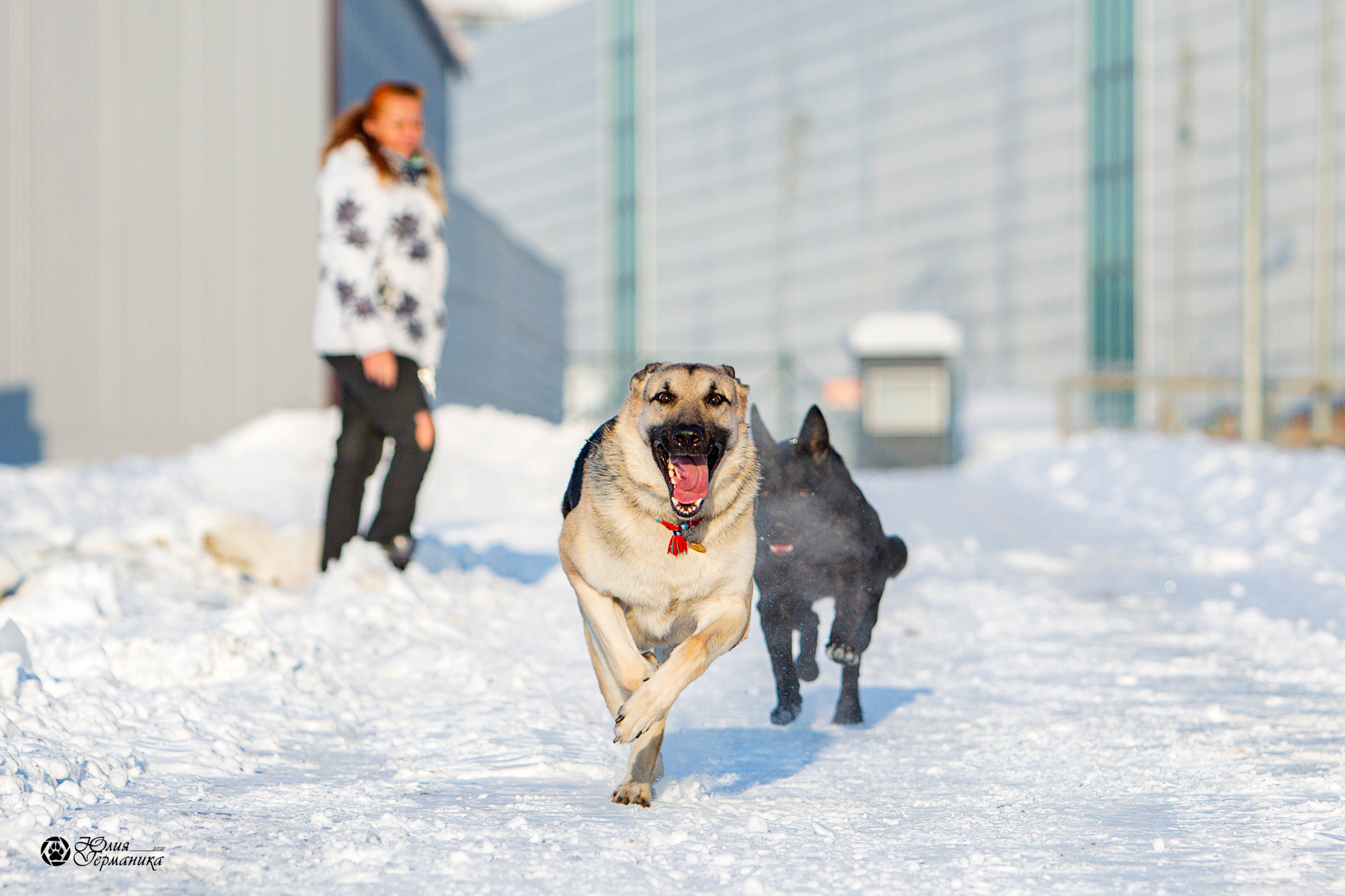 Свободная съемка. Фотограф-анималист Юлия Германика