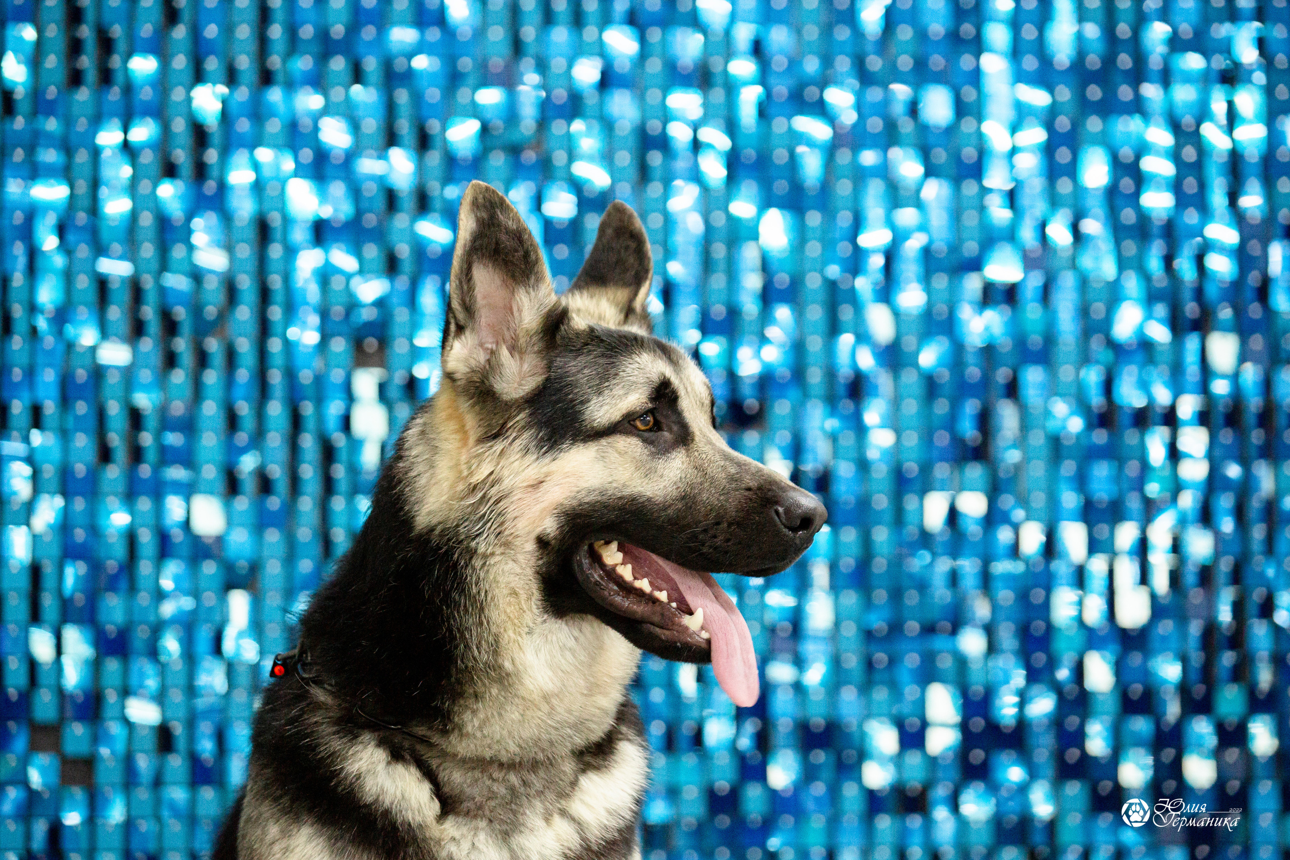 Чайна-Таун 12-13 февраля 2022. Фотограф-анималист Юлия Германика