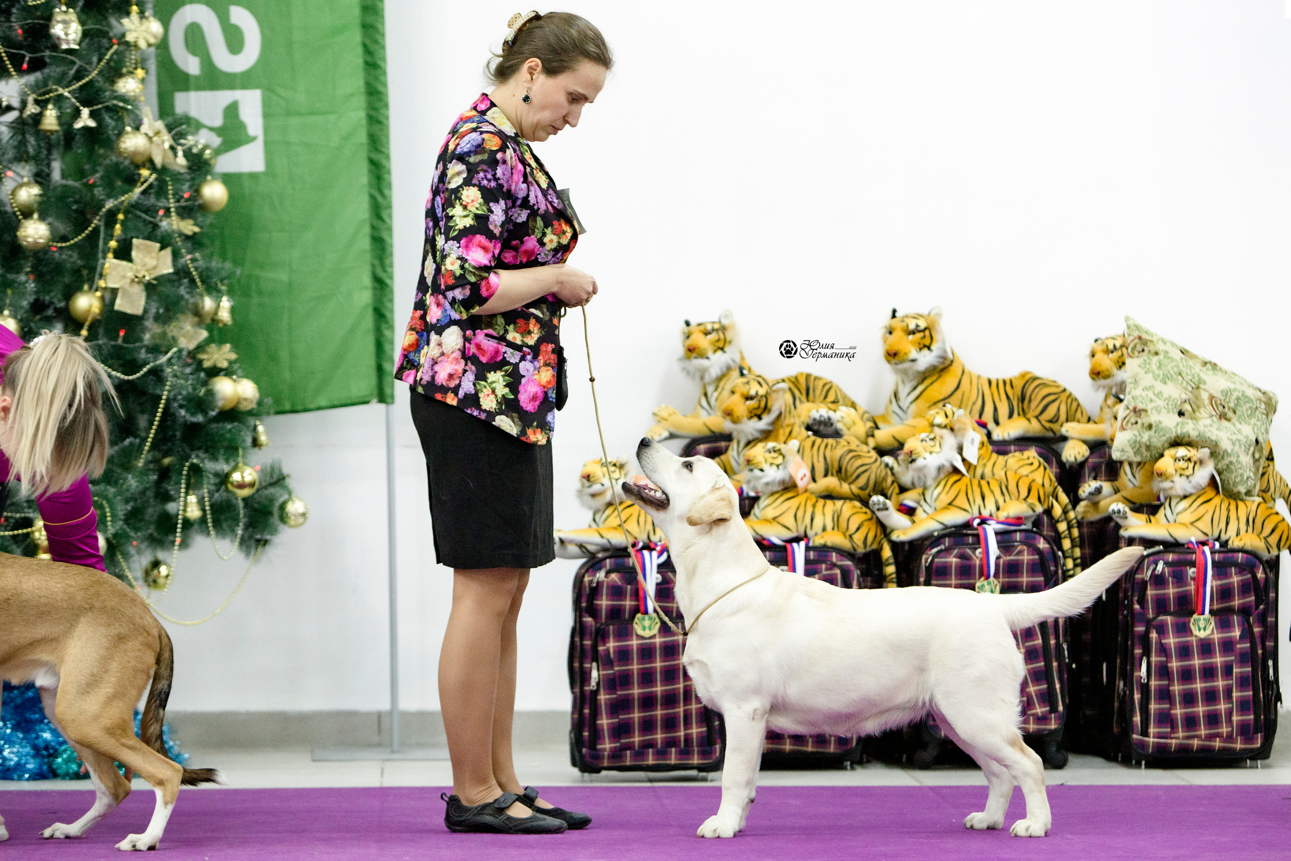 Чайна-Таун 18,26 и 29 декабря 2021. Фотограф-анималист Юлия Германика