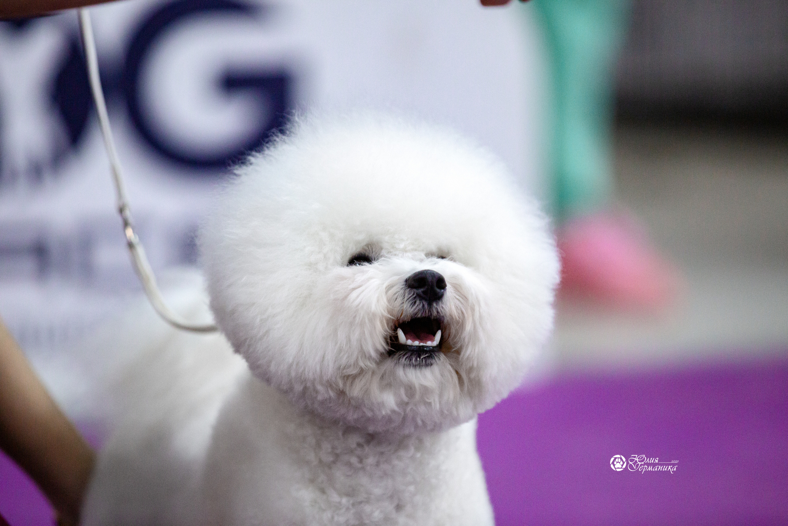 Чайна-Таун 12-13 февраля 2022. Фотограф-анималист Юлия Германика