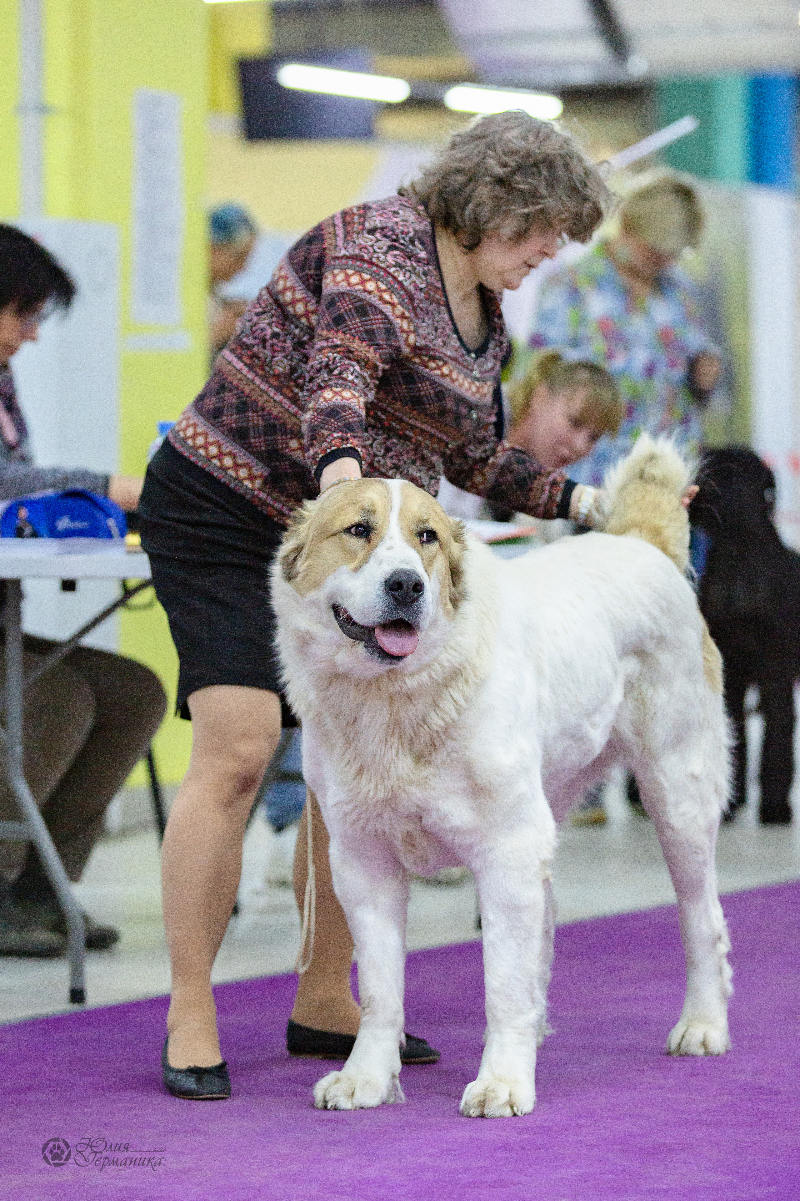Чайна-Таун 24 и 27 марта 2022. Фотограф-анималист Юлия Германика