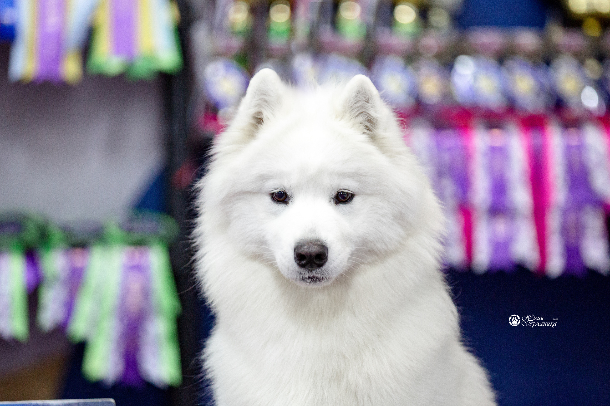 Чайна-Таун 12-13 февраля 2022. Фотограф-анималист Юлия Германика