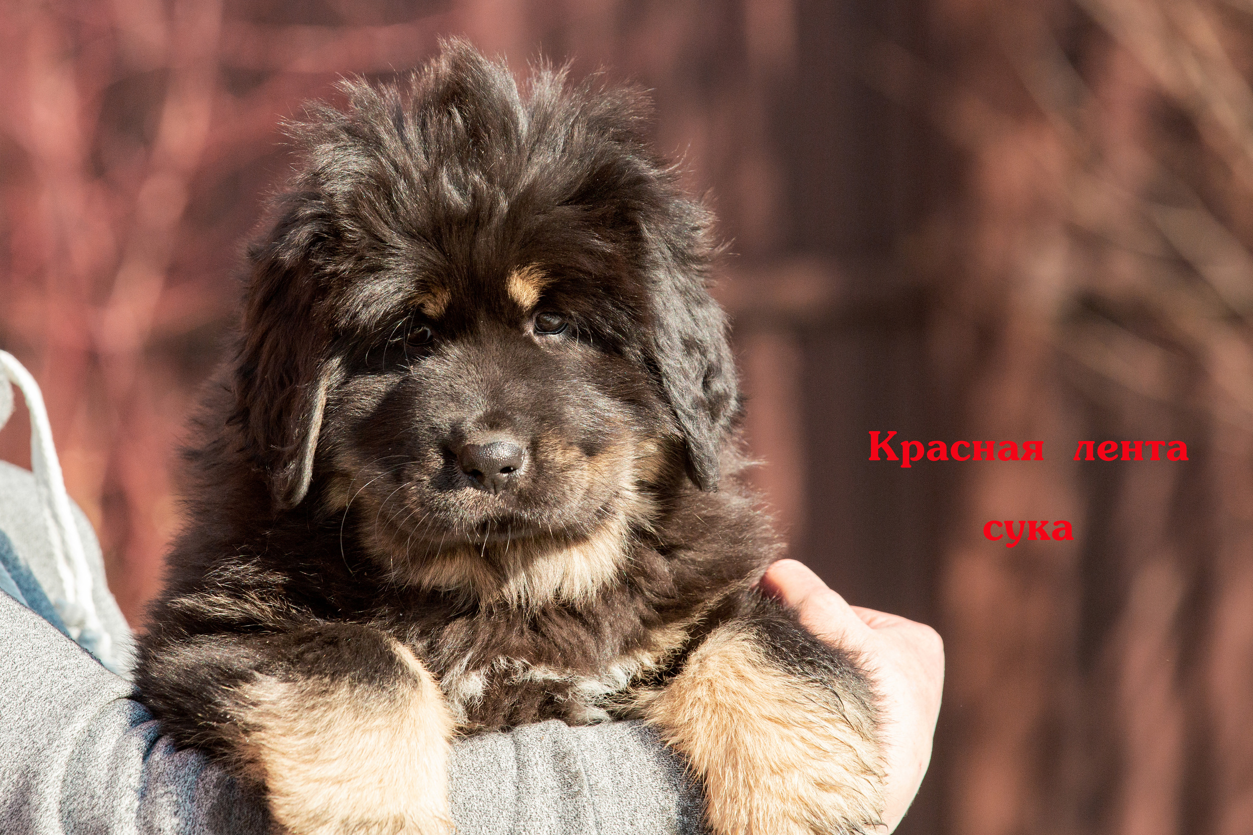 Съёмки щенков и котят. Фотограф-анималист Юлия Германика