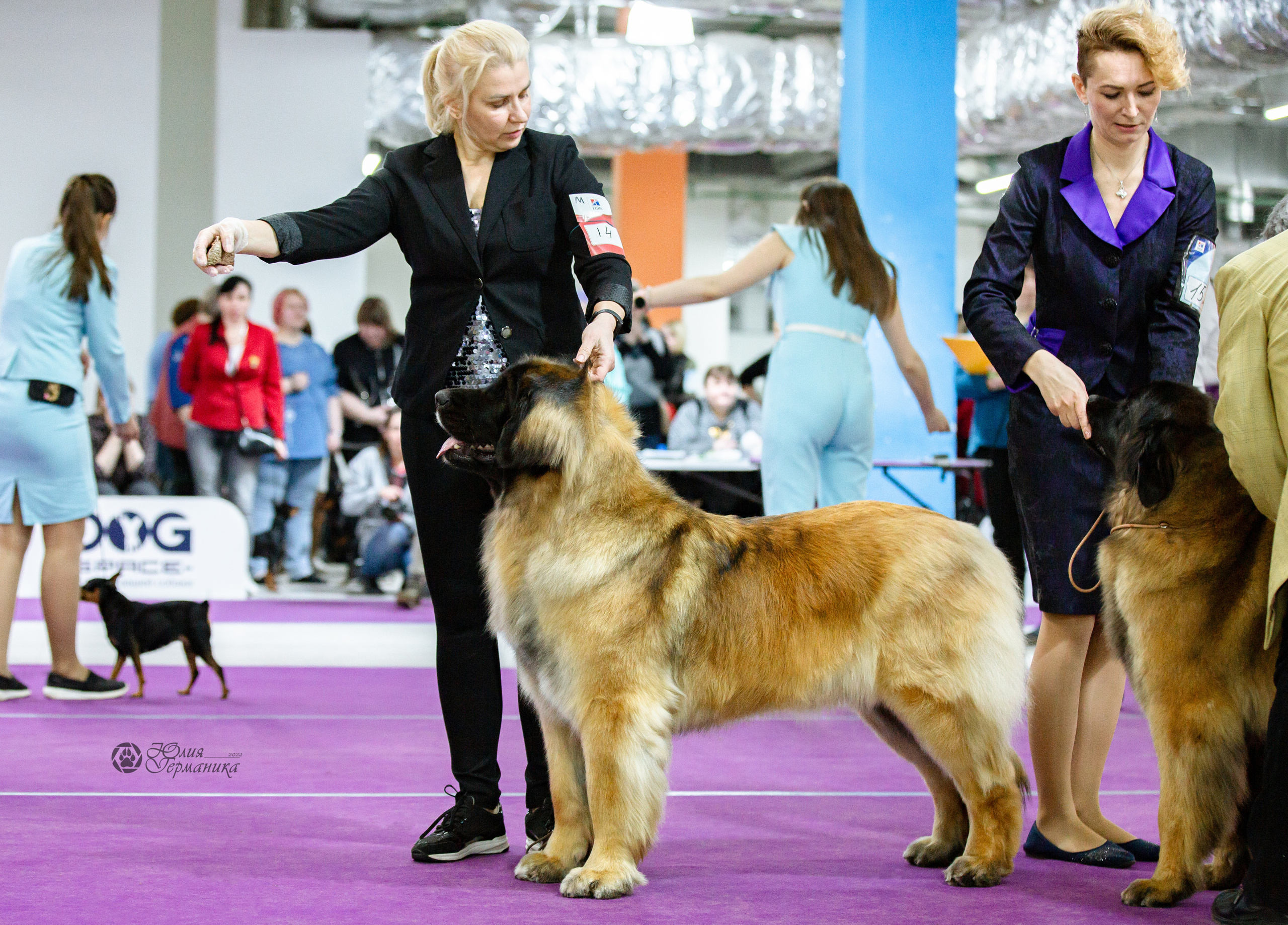 Чайна-Таун 24 и 27 марта 2022. Фотограф-анималист Юлия Германика