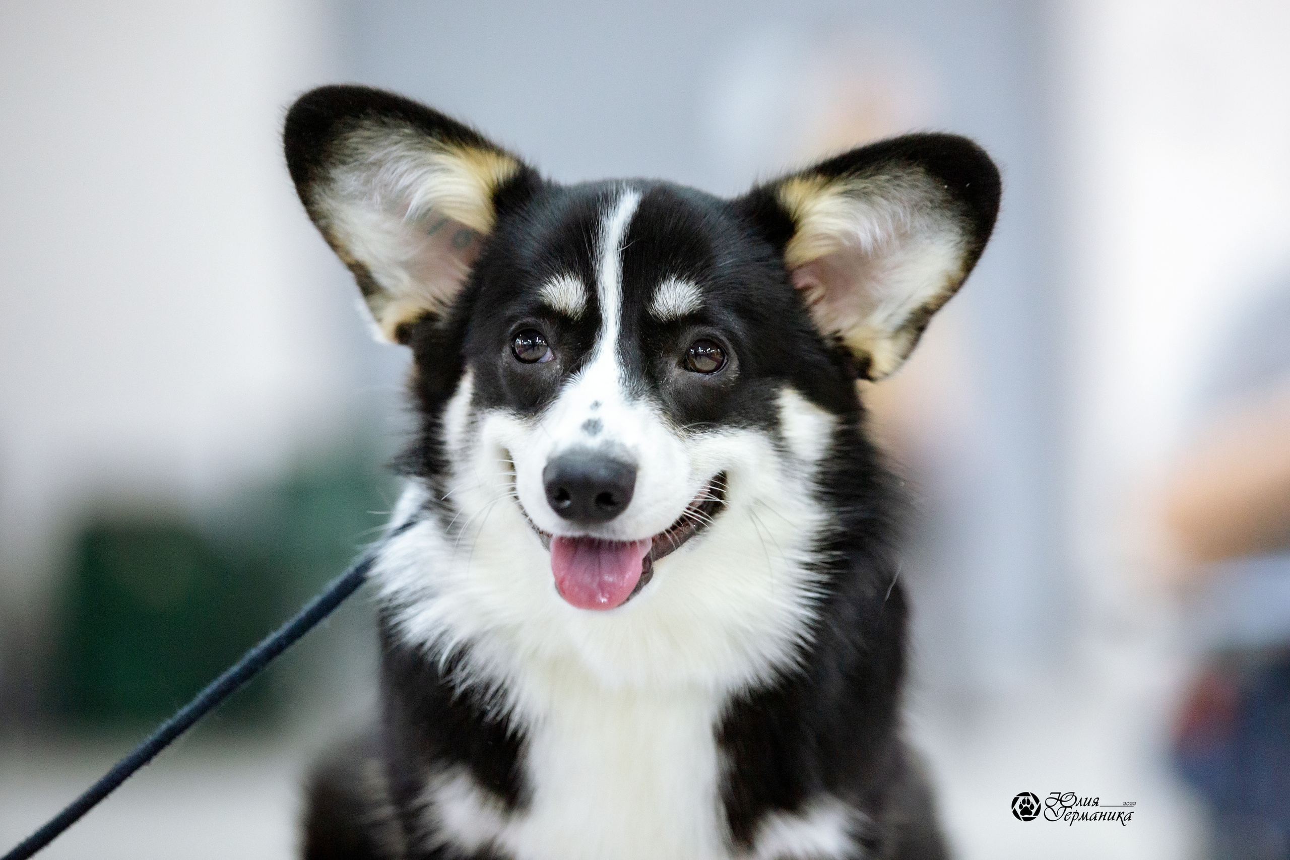 Чайна-Таун 27 февраля 2022. Фотограф-анималист Юлия Германика