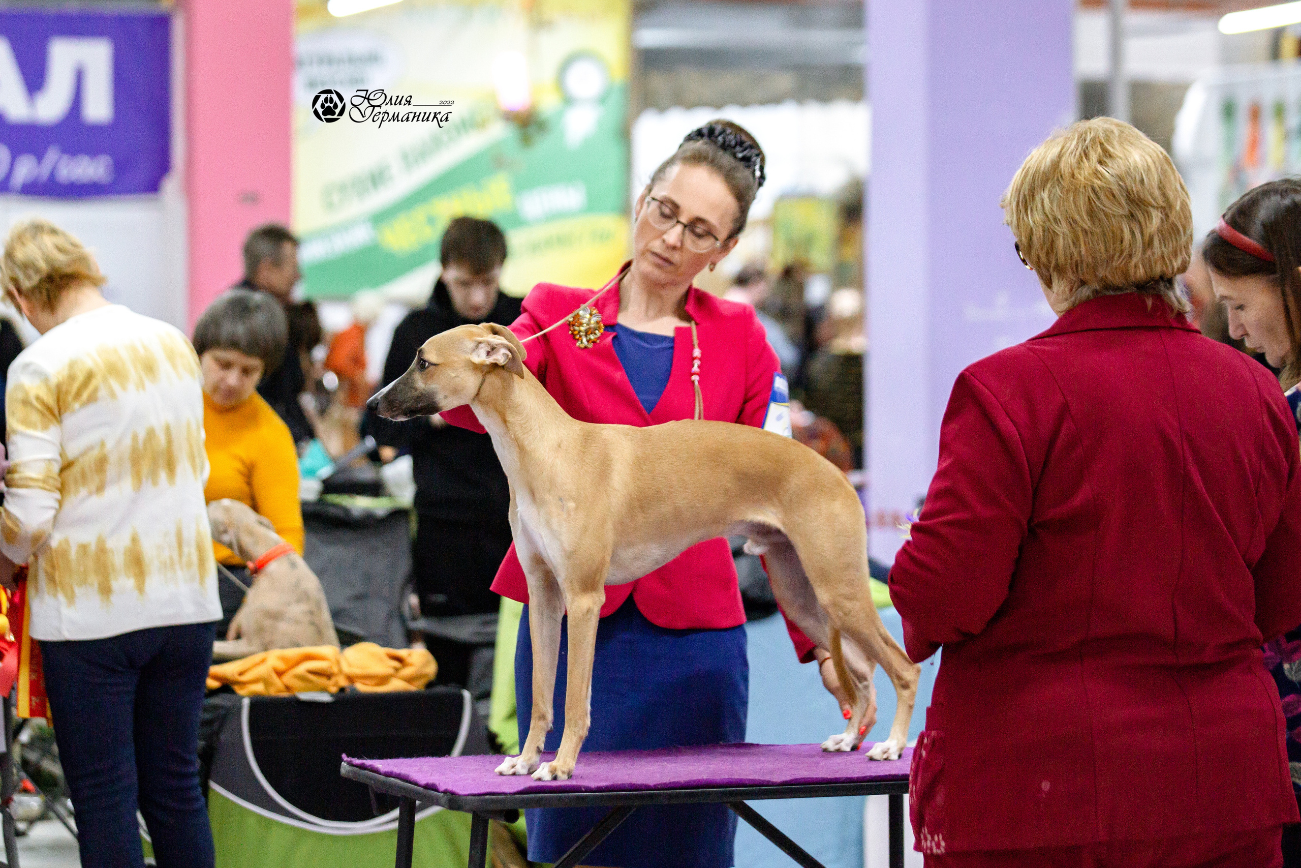 Чайна-Таун 13 и 20 марта 2022. Фотограф-анималист Юлия Германика