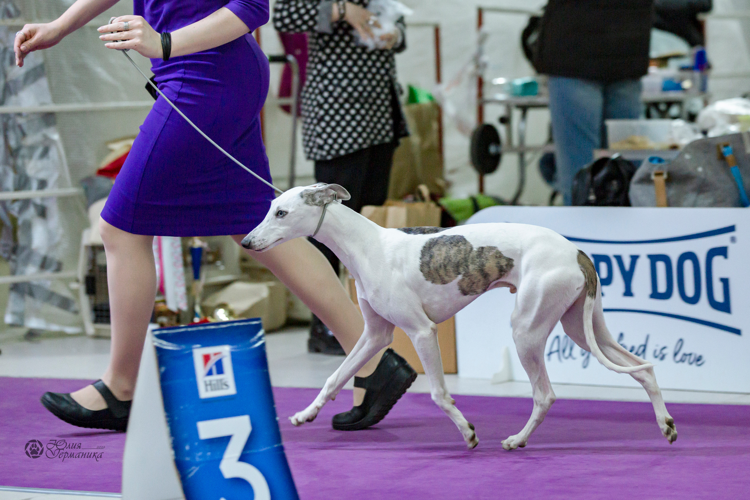 Чайна-Таун 24 и 27 марта 2022. Фотограф-анималист Юлия Германика