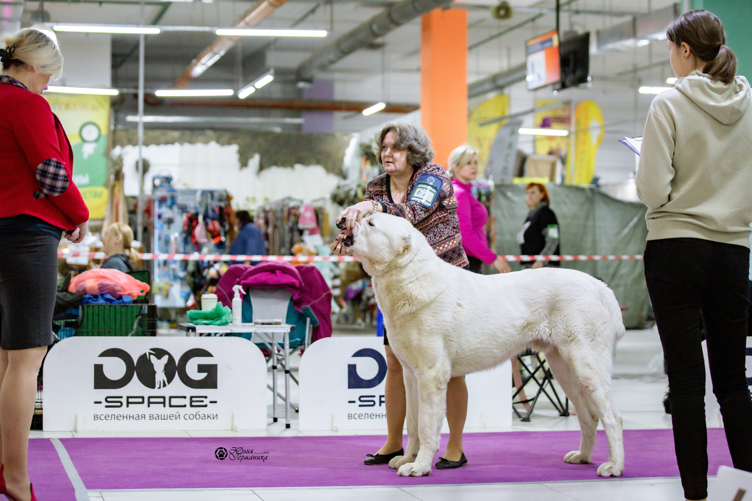 Чайна-Таун 13 и 20 марта 2022. Фотограф-анималист Юлия Германика