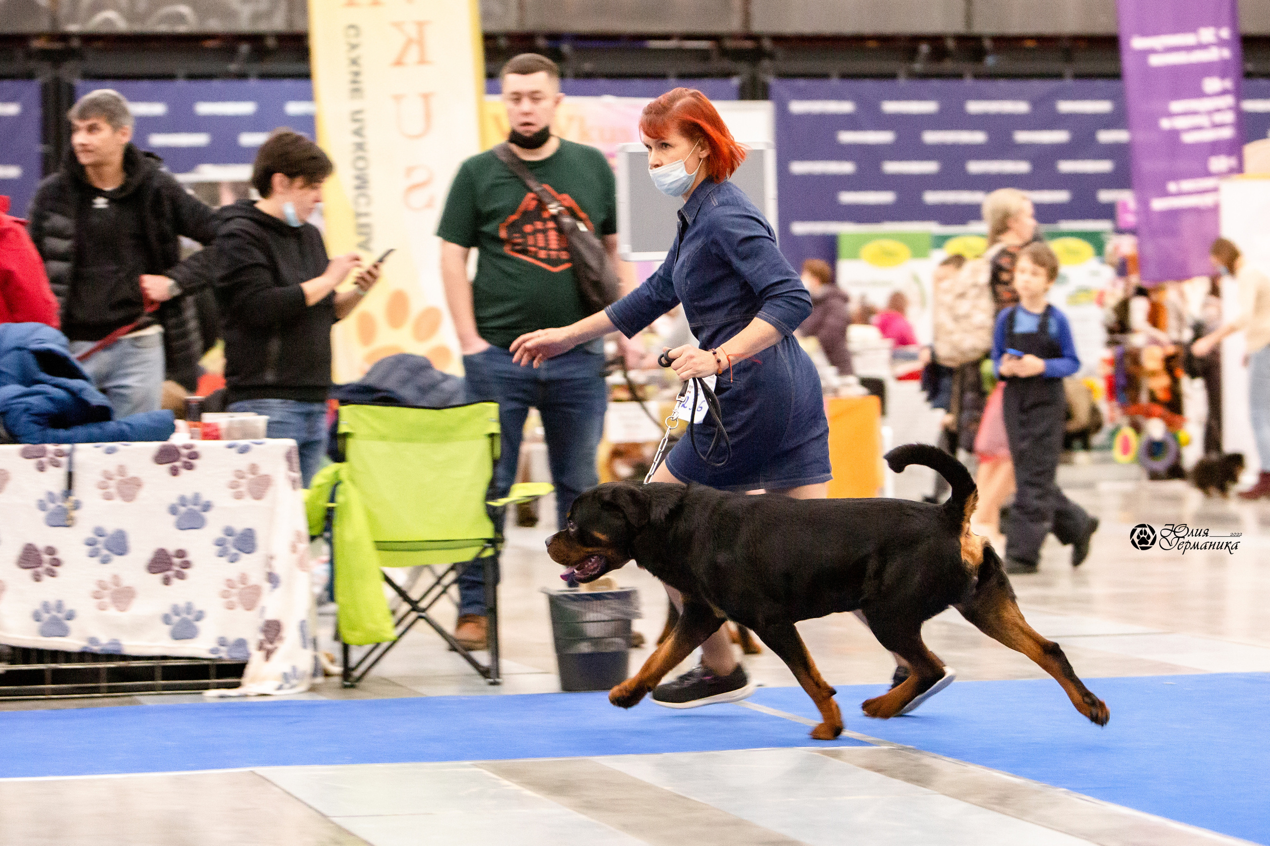 Санкт-Петербург 3хCACIB 10-12 декабря 2021. Фотограф-анималист Юлия Германика