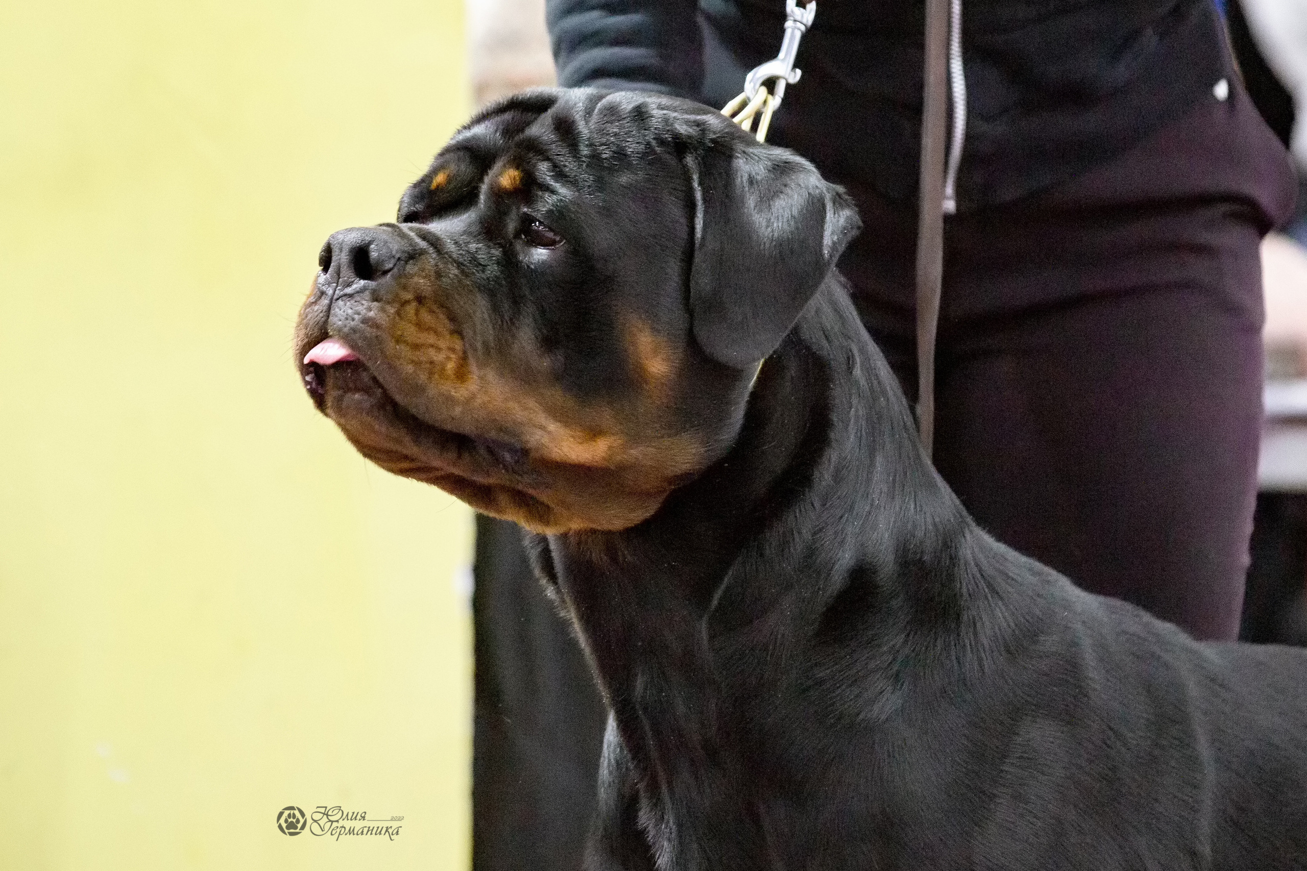 Чайна-Таун 13 и 20 марта 2022. Фотограф-анималист Юлия Германика