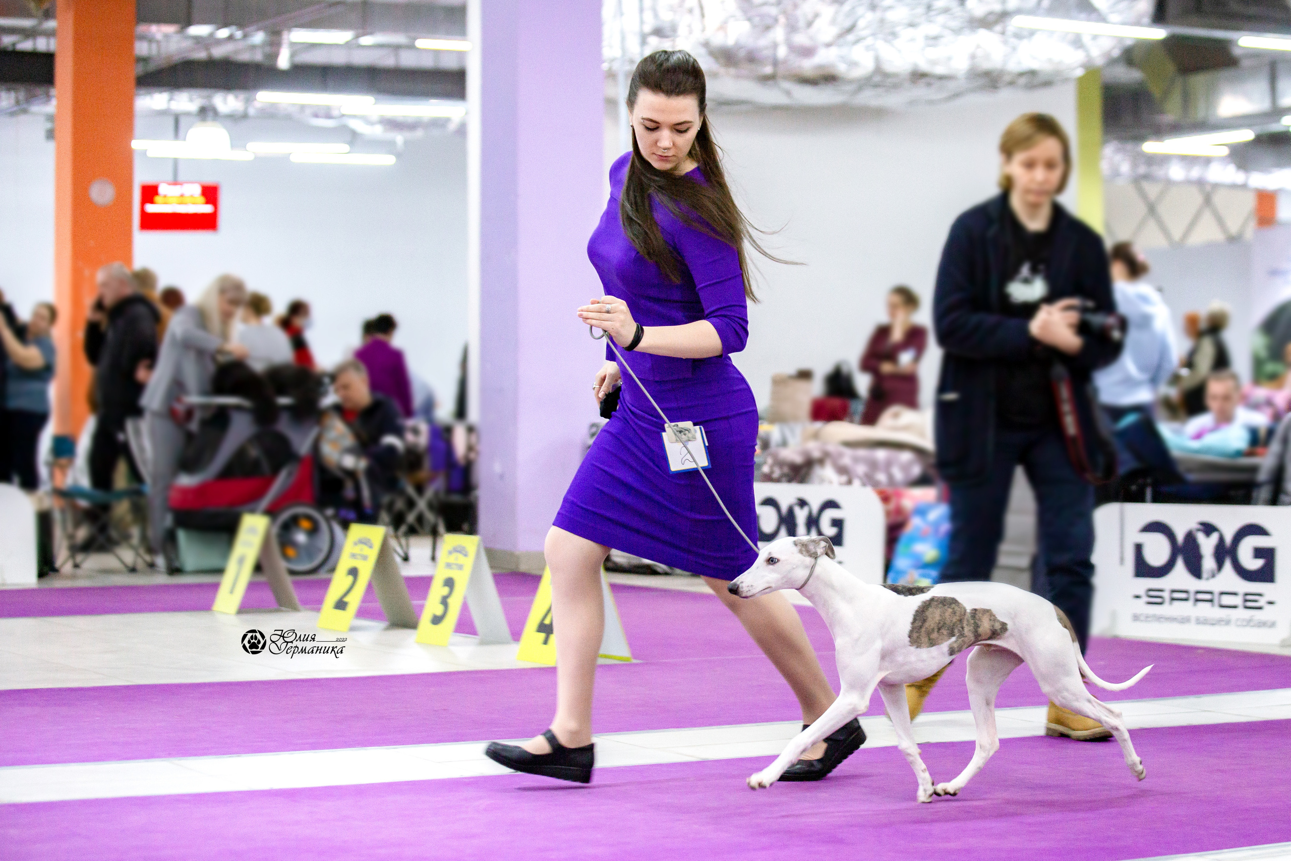 Чайна-Таун 13 и 20 марта 2022. Фотограф-анималист Юлия Германика