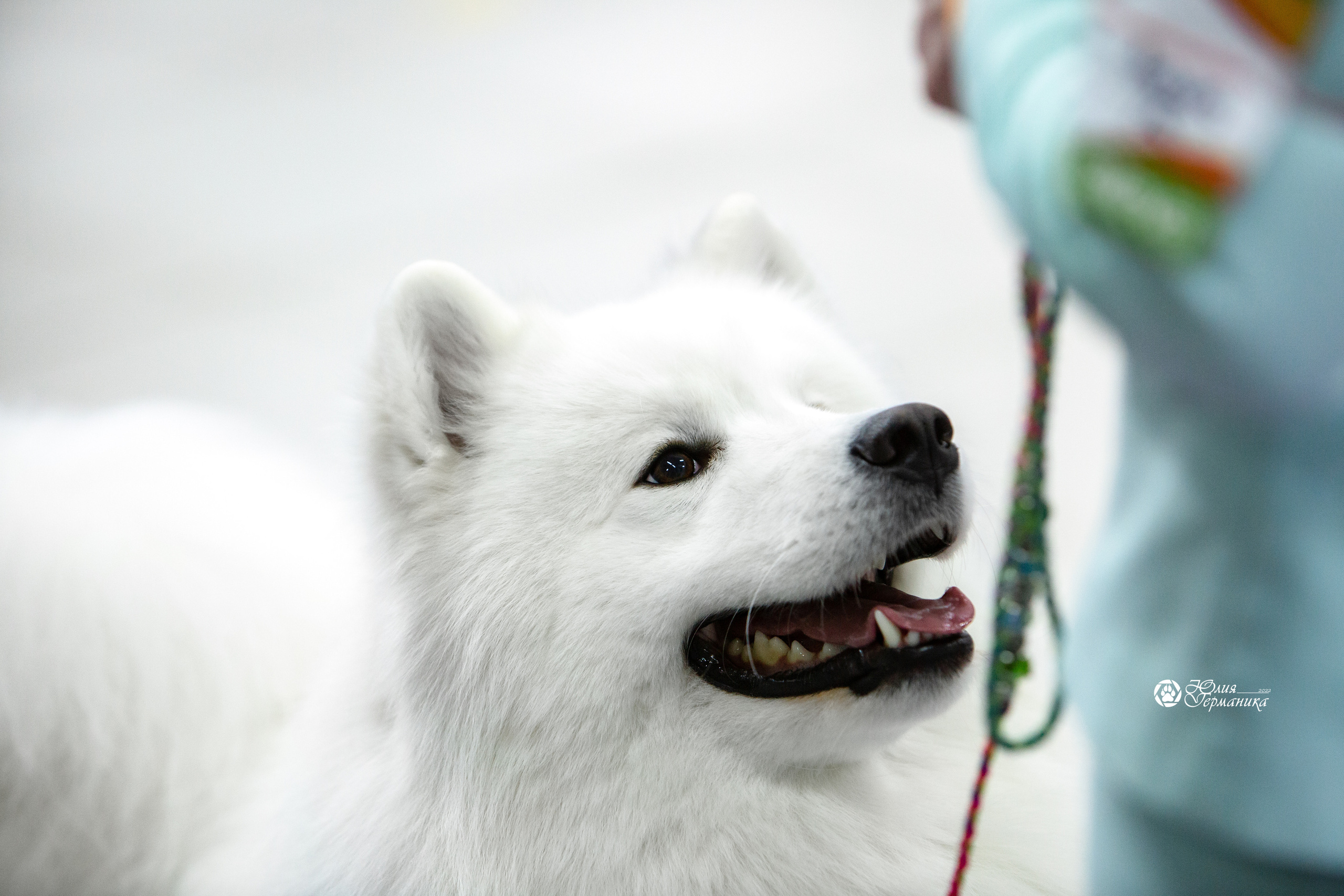 Чайна-Таун 18,26 и 29 декабря 2021. Фотограф-анималист Юлия Германика