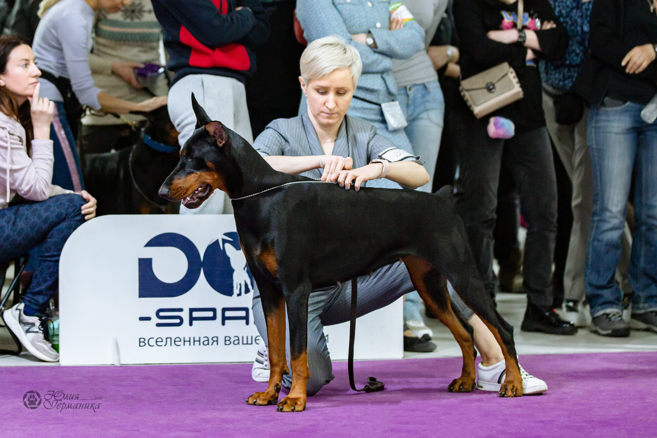 Чайна-Таун ПК Доберманов  3 апреля 2022. Фотограф-анималист Юлия Германика
