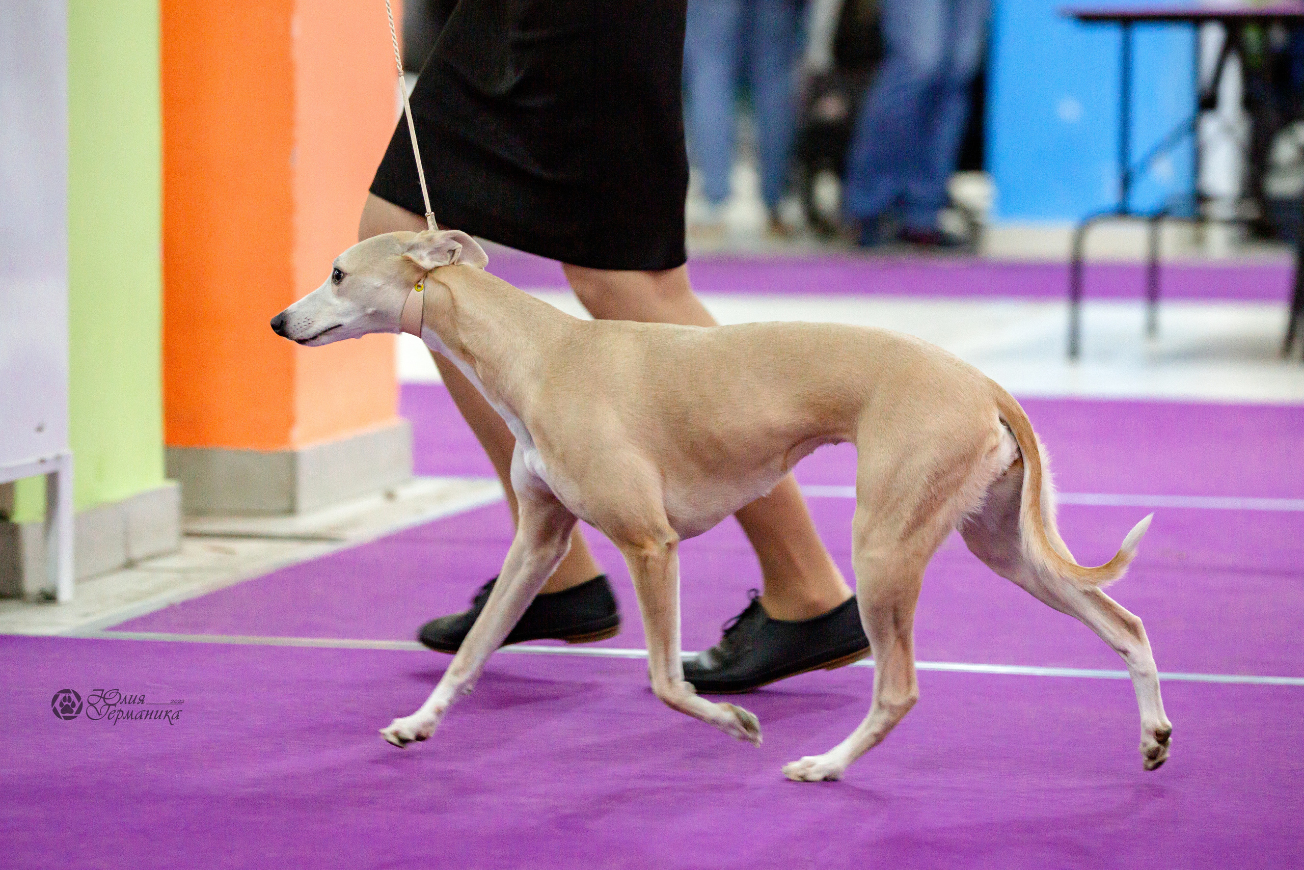 Чайна-Таун 24 и 27 марта 2022. Фотограф-анималист Юлия Германика