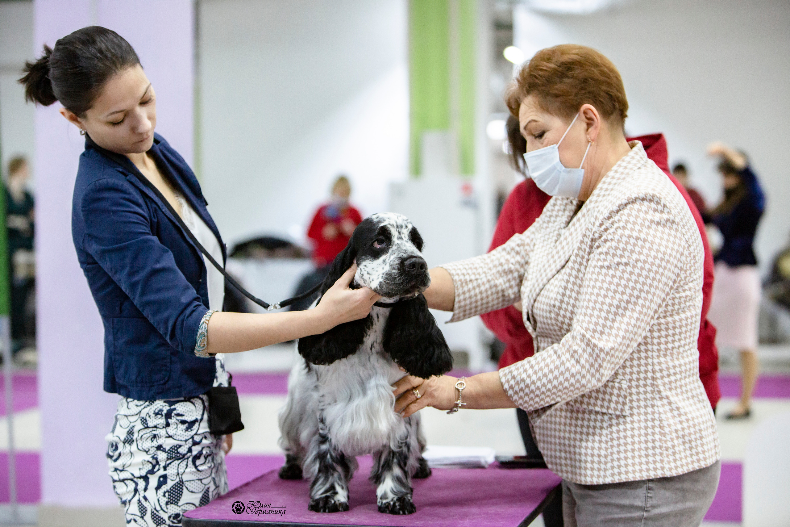 Чайна-Таун 18,26 и 29 декабря 2021. Фотограф-анималист Юлия Германика