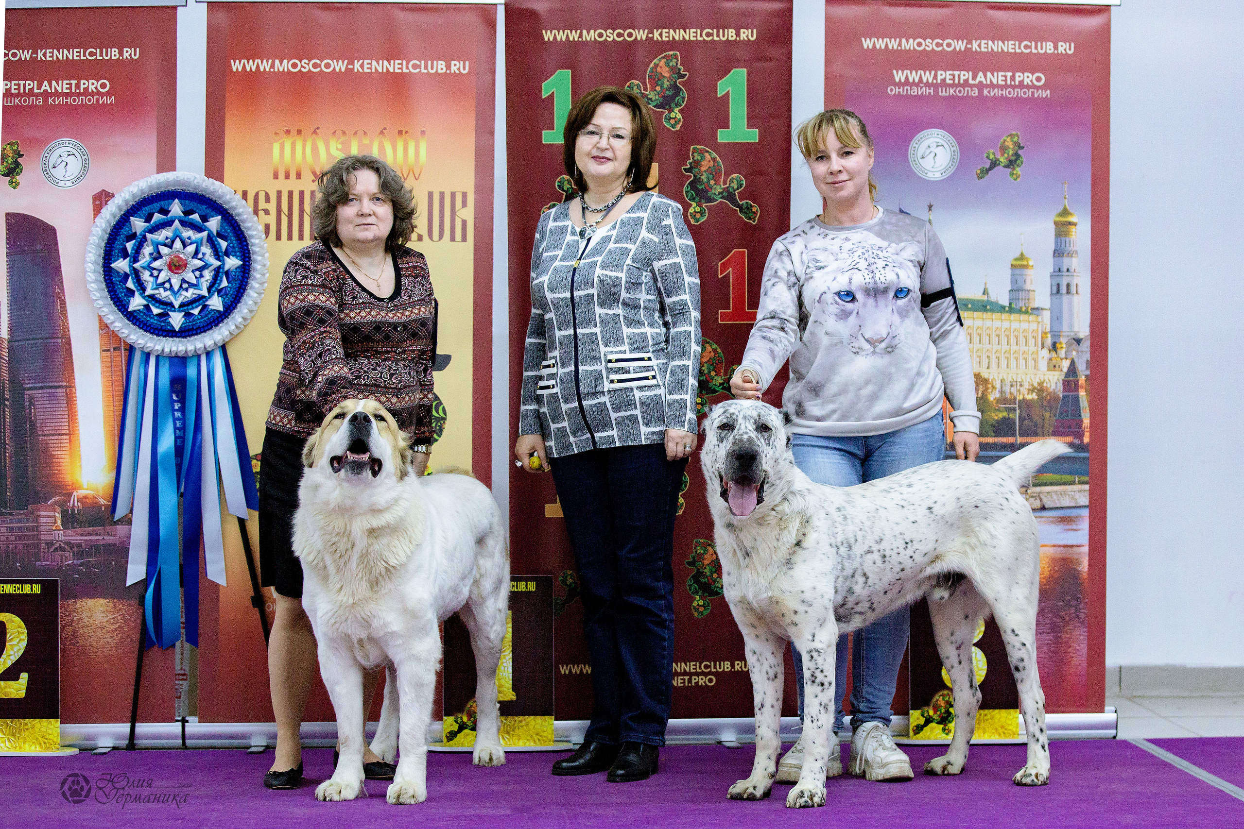 Чайна-Таун 24 и 27 марта 2022. Фотограф-анималист Юлия Германика