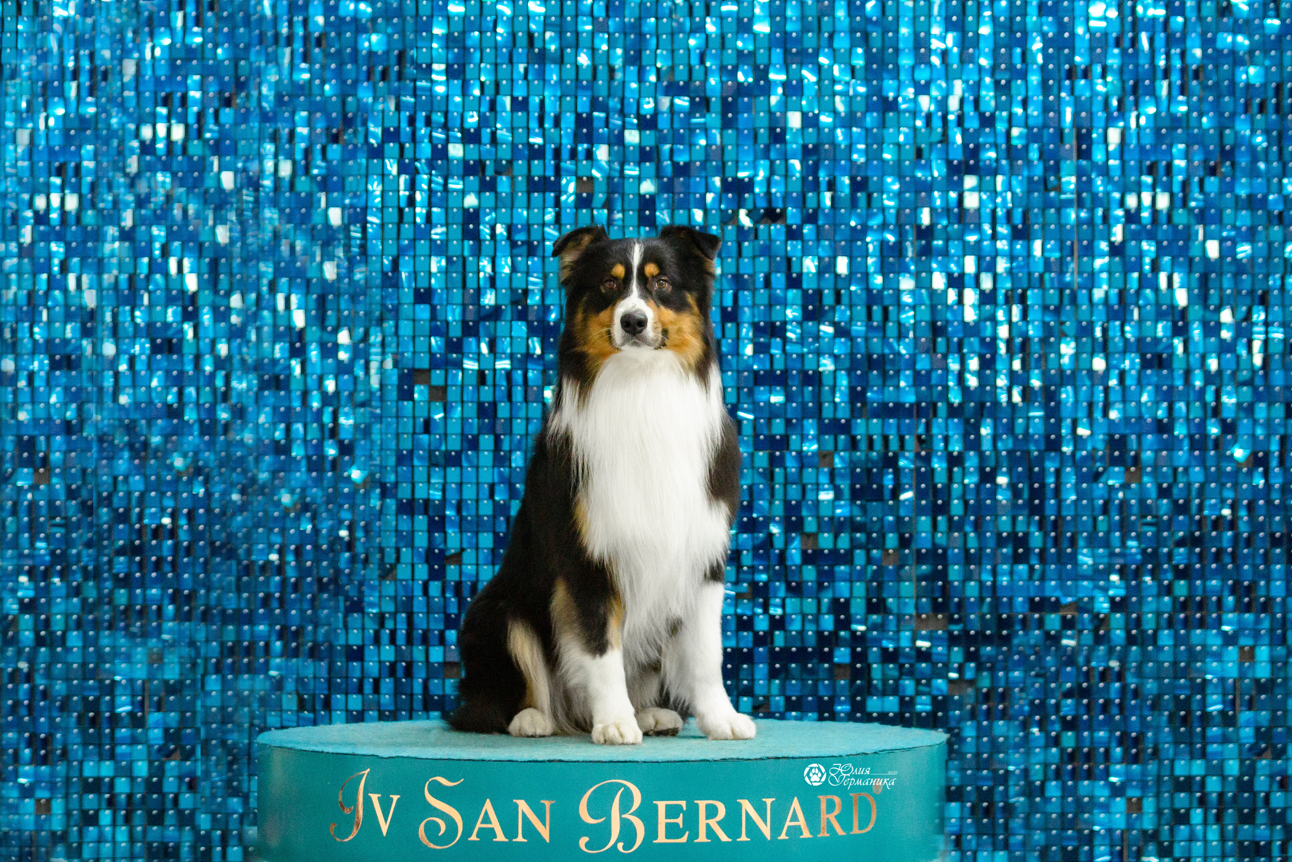 Чайна-Таун 12-13 февраля 2022. Фотограф-анималист Юлия Германика