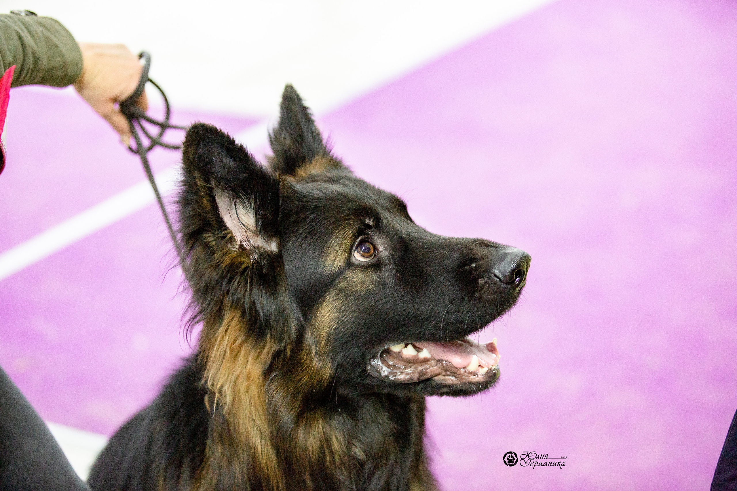 Чайна-Таун 29-30 января 2022. Фотограф-анималист Юлия Германика