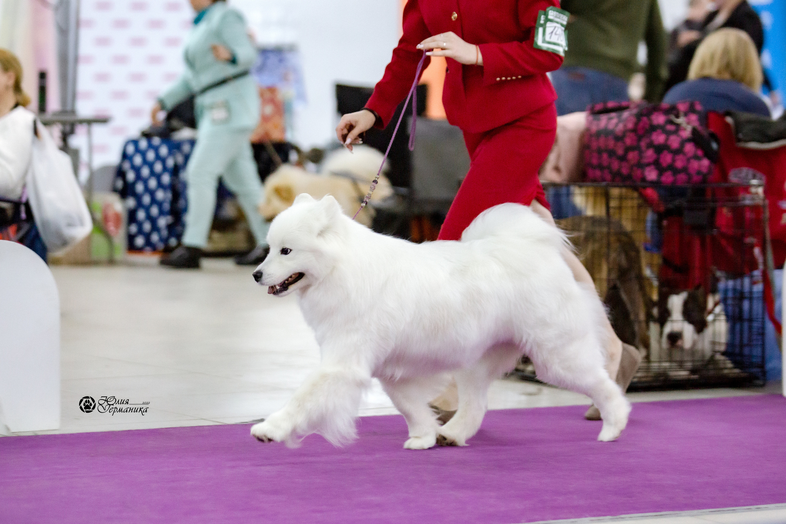 Чайна-Таун 23 февраля 2022. Фотограф-анималист Юлия Германика