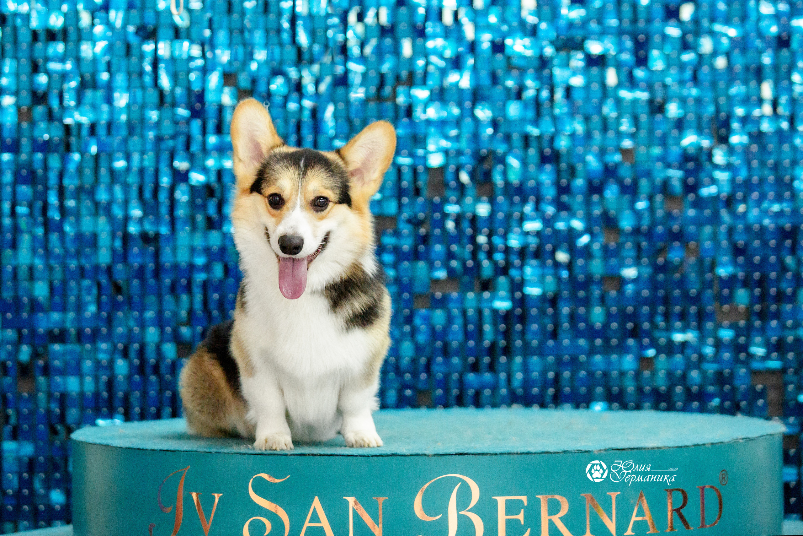 Чайна-Таун 27 февраля 2022. Фотограф-анималист Юлия Германика