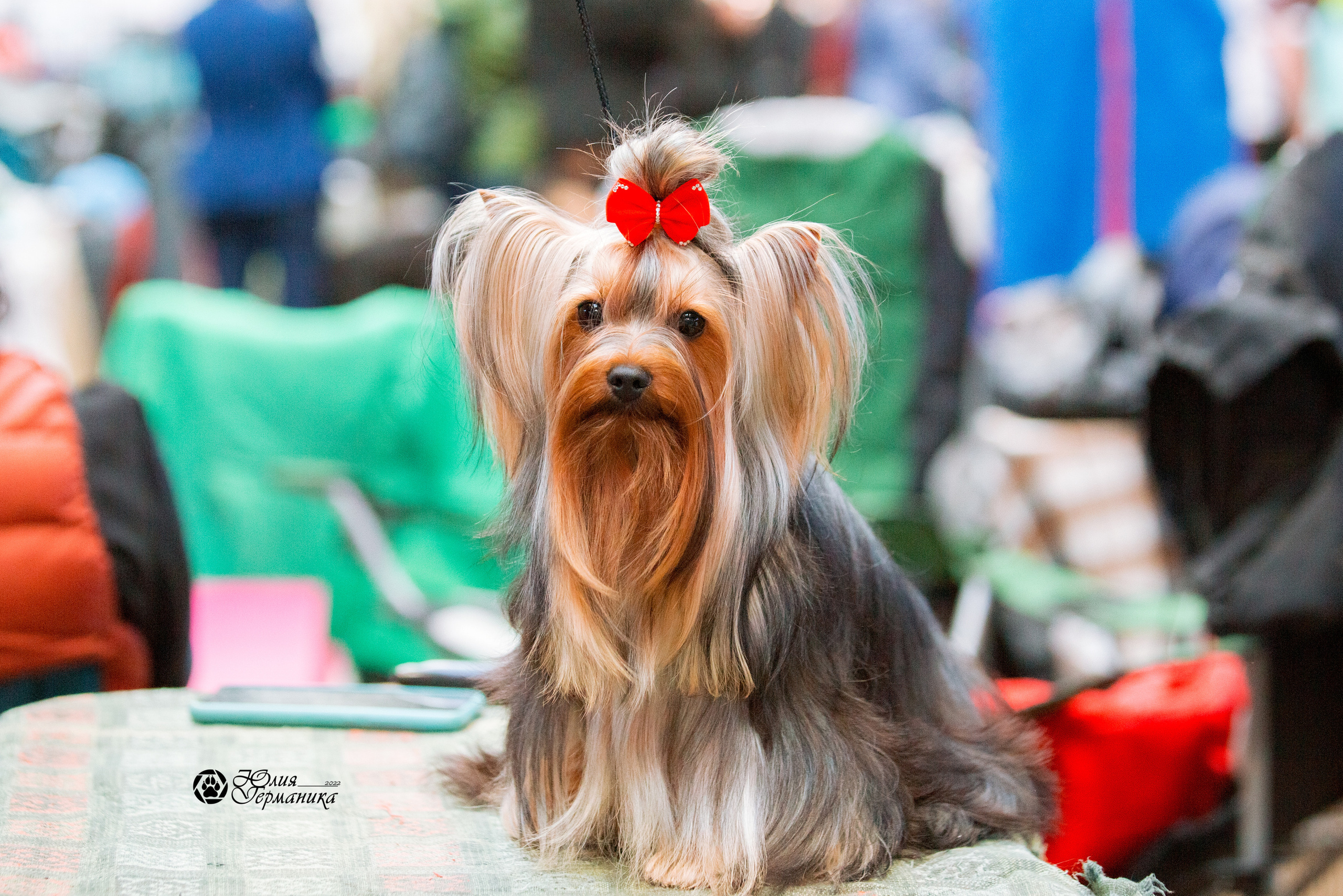 Минск 2хCACIB 5-6 марта 2022. Фотограф-анималист Юлия Германика