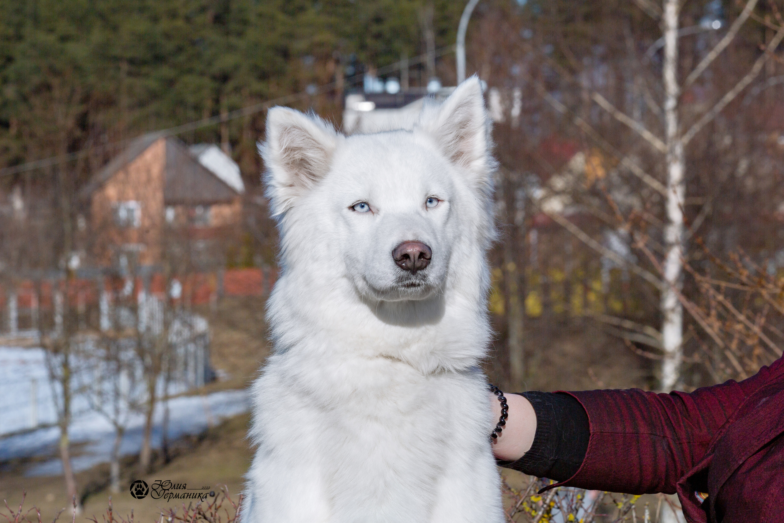 Минск 2хCACIB 5-6 марта 2022. Фотограф-анималист Юлия Германика