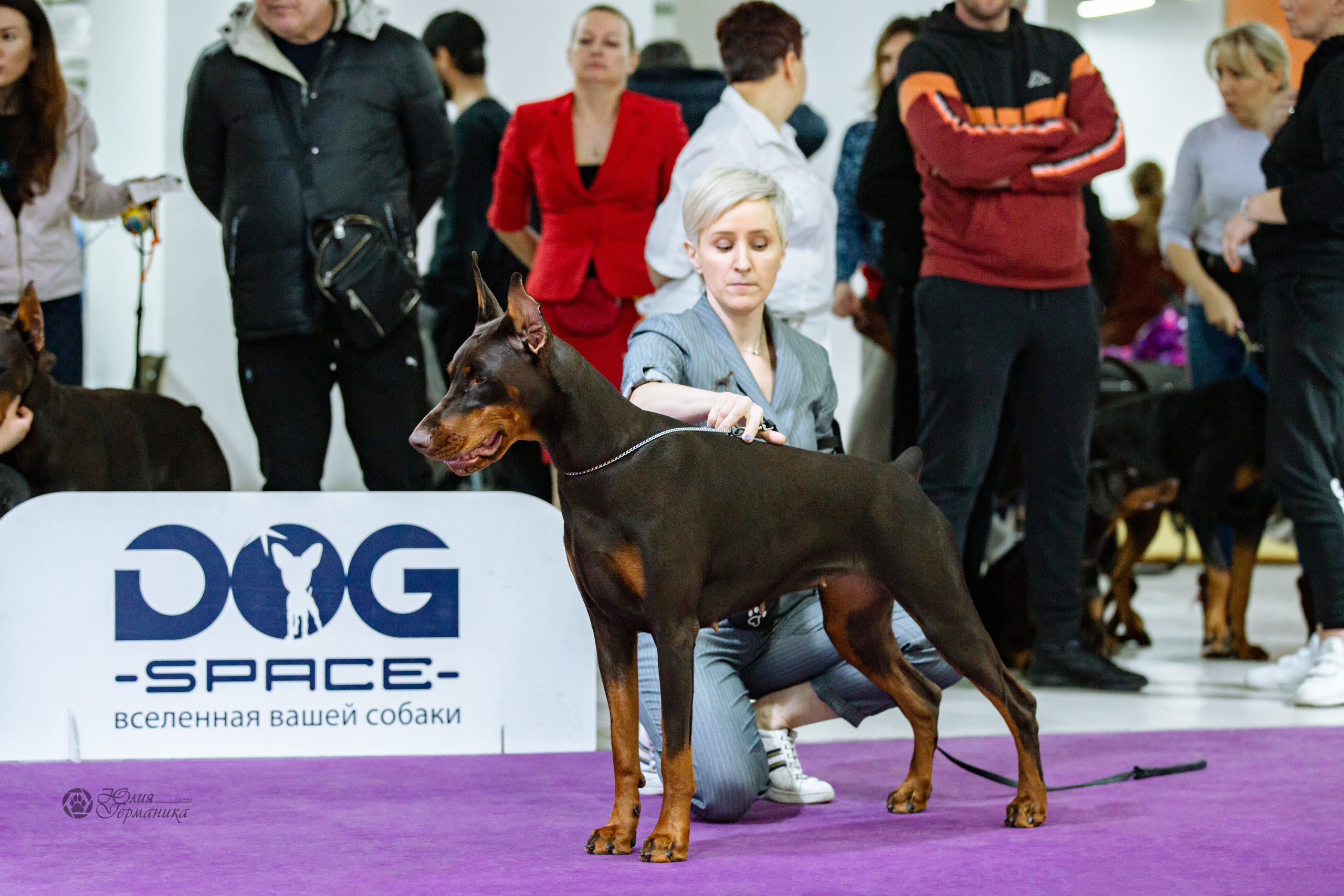 Чайна-Таун ПК Доберманов  3 апреля 2022. Фотограф-анималист Юлия Германика