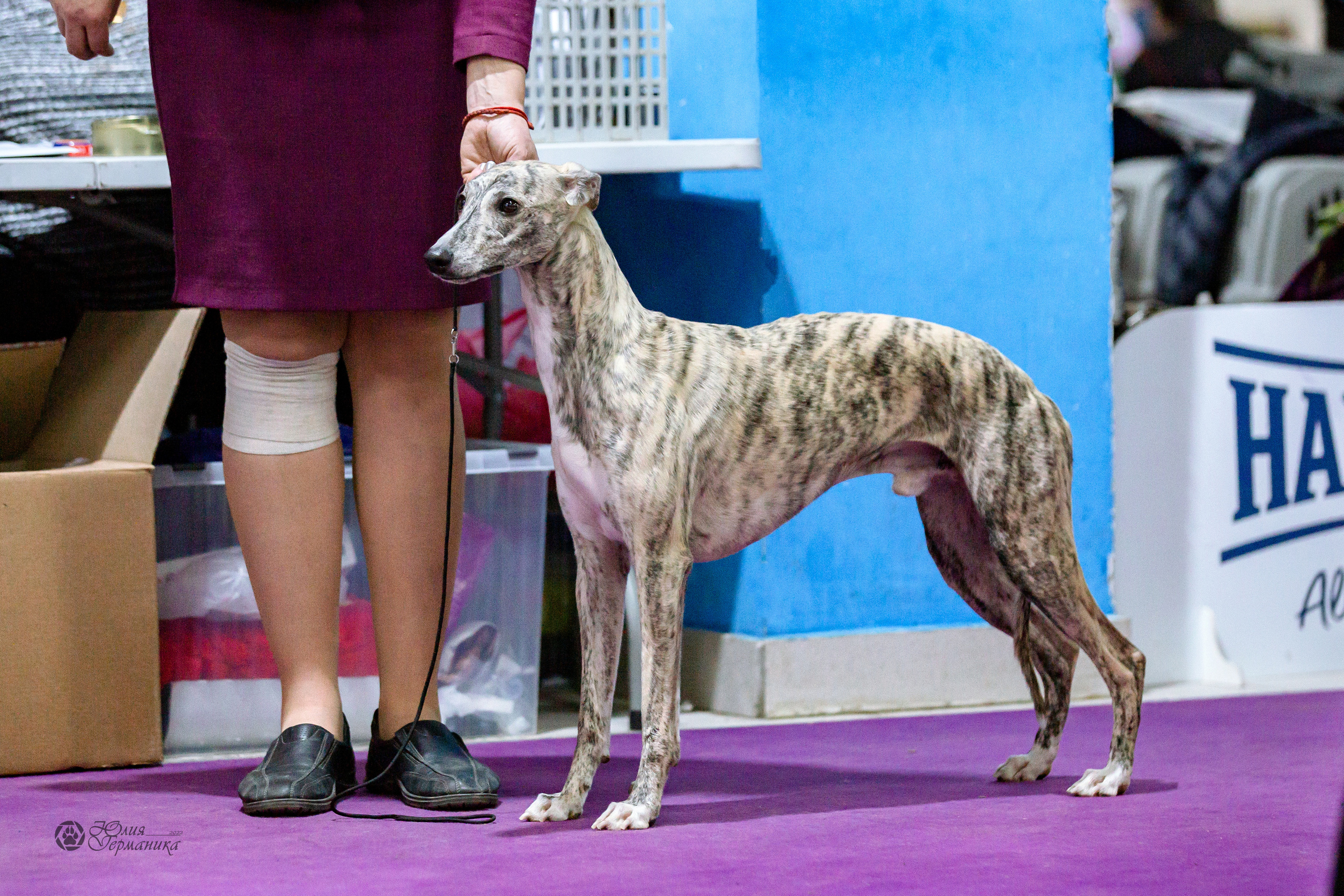 Чайна-Таун 24 и 27 марта 2022. Фотограф-анималист Юлия Германика