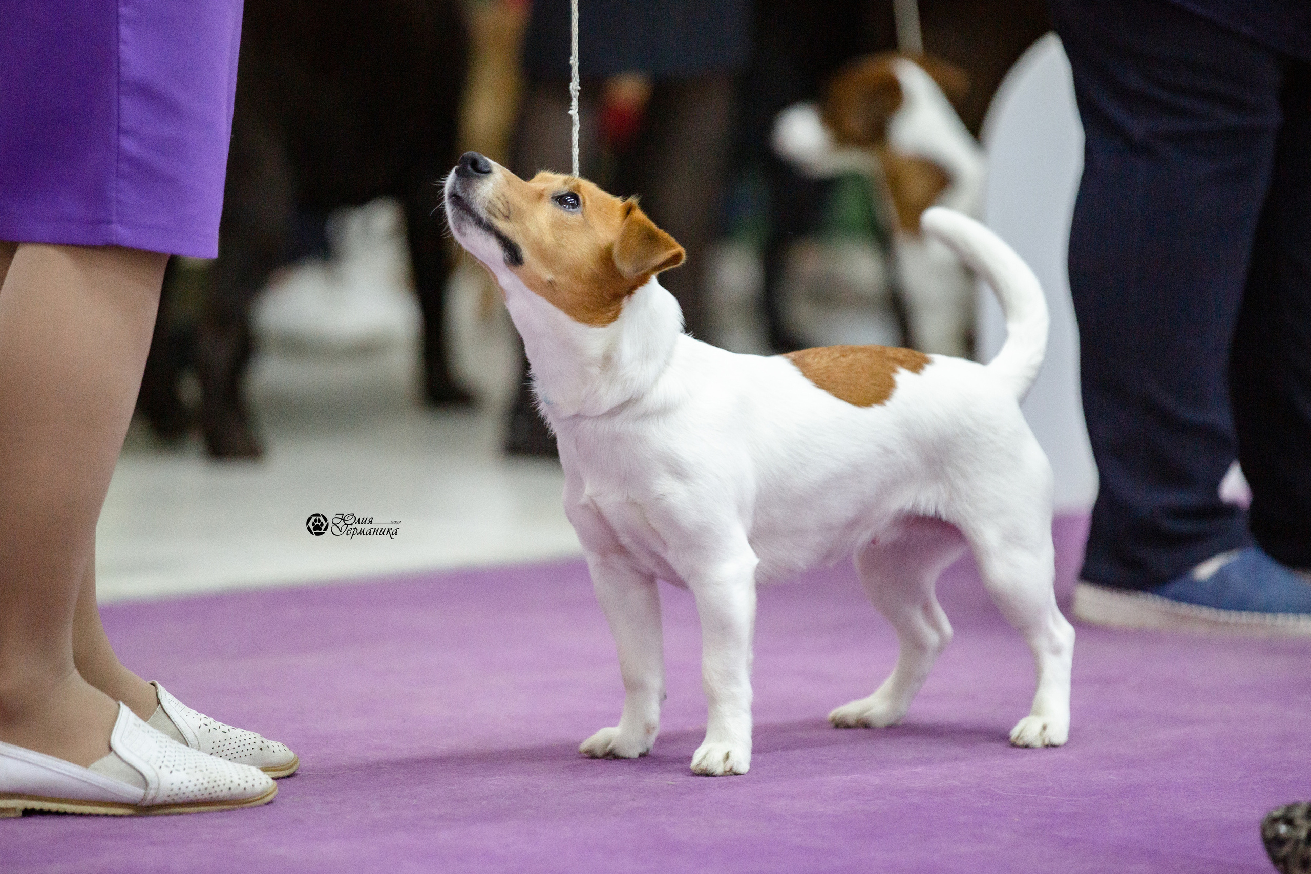 Чайна-Таун 12-13 февраля 2022. Фотограф-анималист Юлия Германика