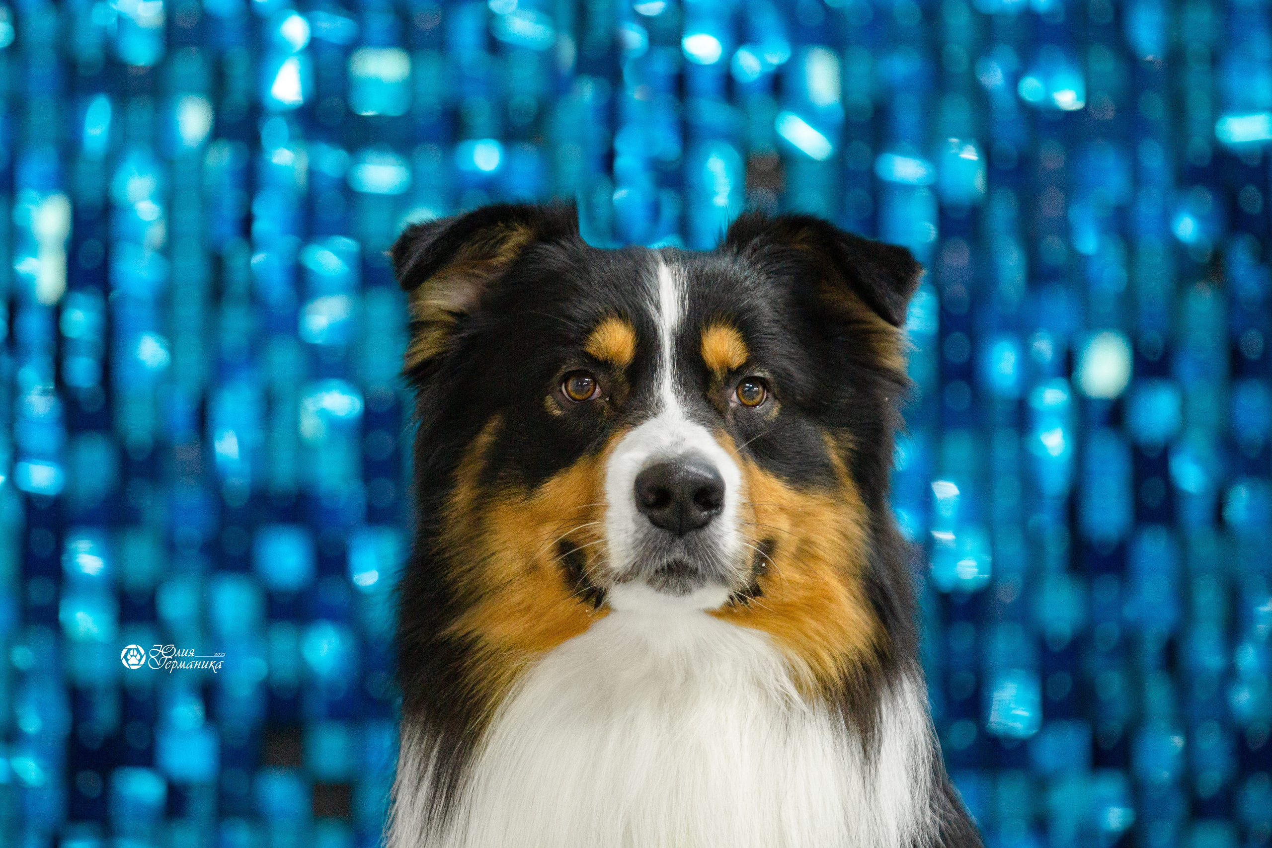 Чайна-Таун 12-13 февраля 2022. Фотограф-анималист Юлия Германика