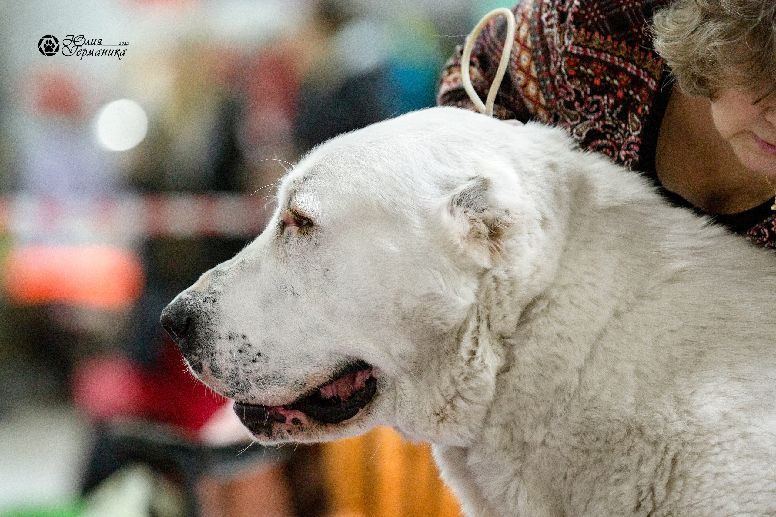 Чайна-Таун 13 и 20 марта 2022. Фотограф-анималист Юлия Германика