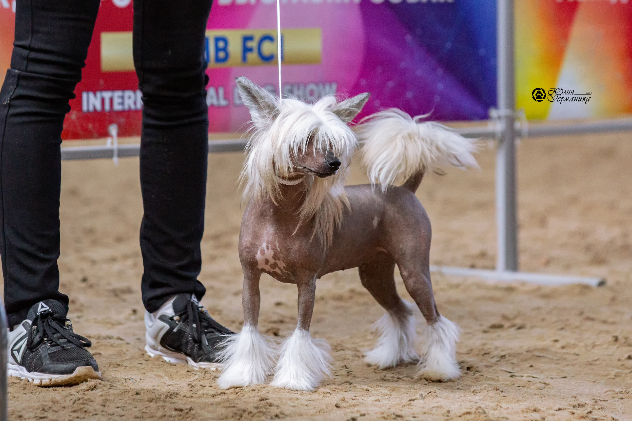 Минск 2хCACIB 5-6 марта 2022. Фотограф-анималист Юлия Германика