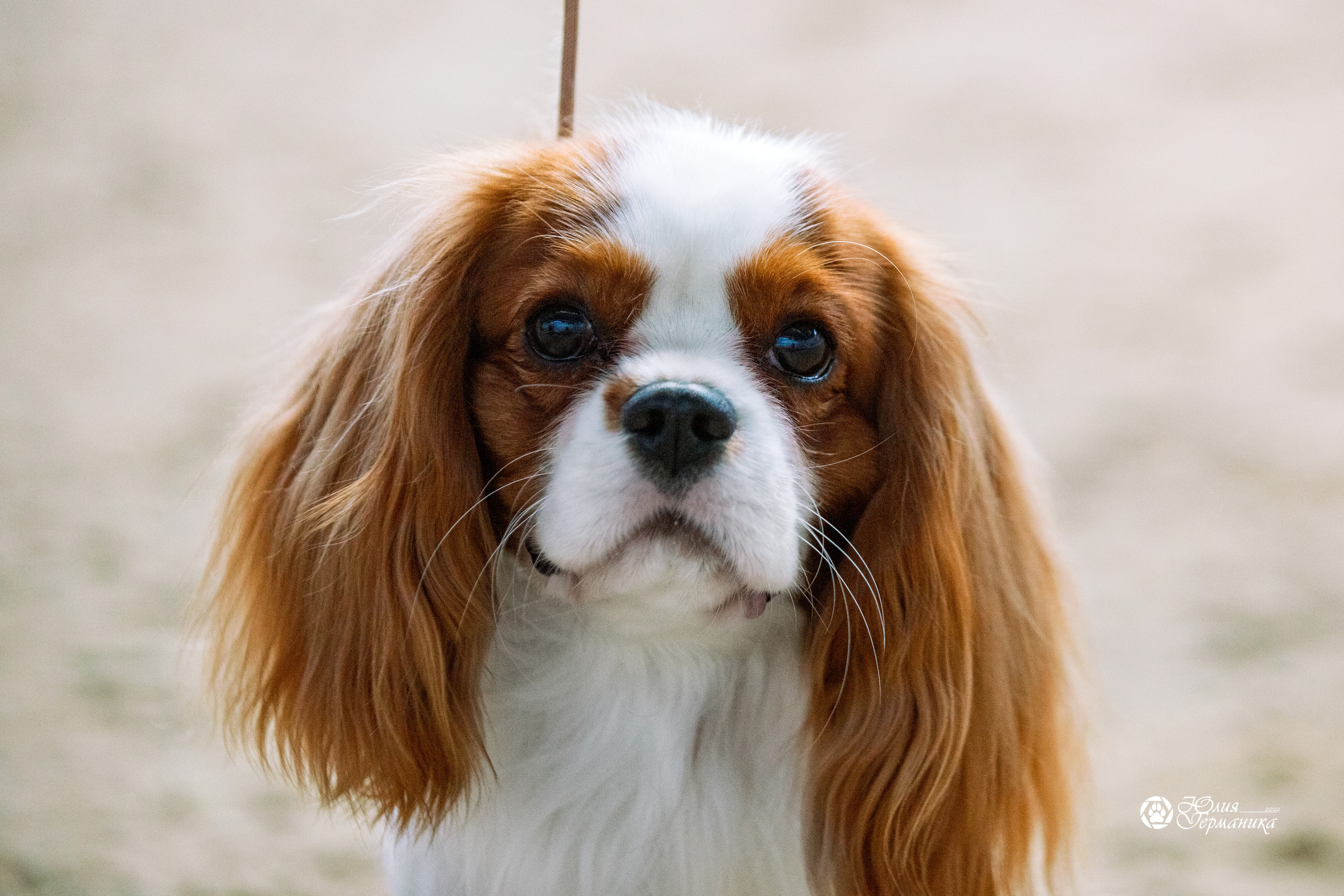 Минск 2хCACIB 5-6 марта 2022. Фотограф-анималист Юлия Германика