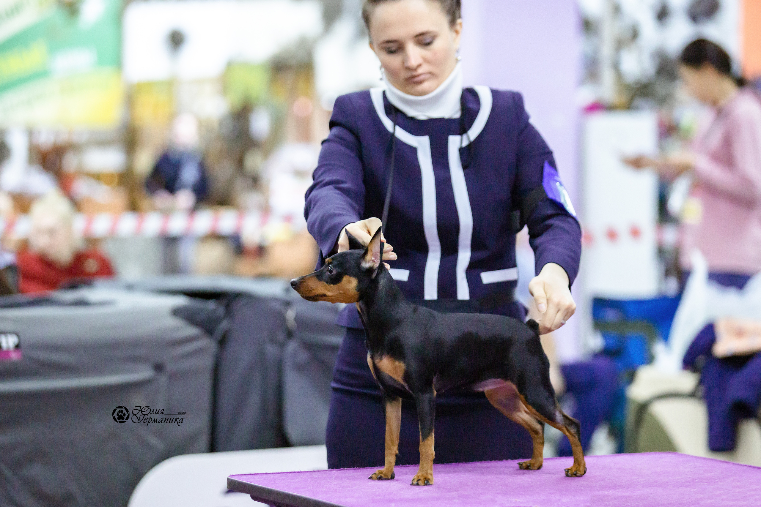 Чайна-Таун 23 февраля 2022. Фотограф-анималист Юлия Германика