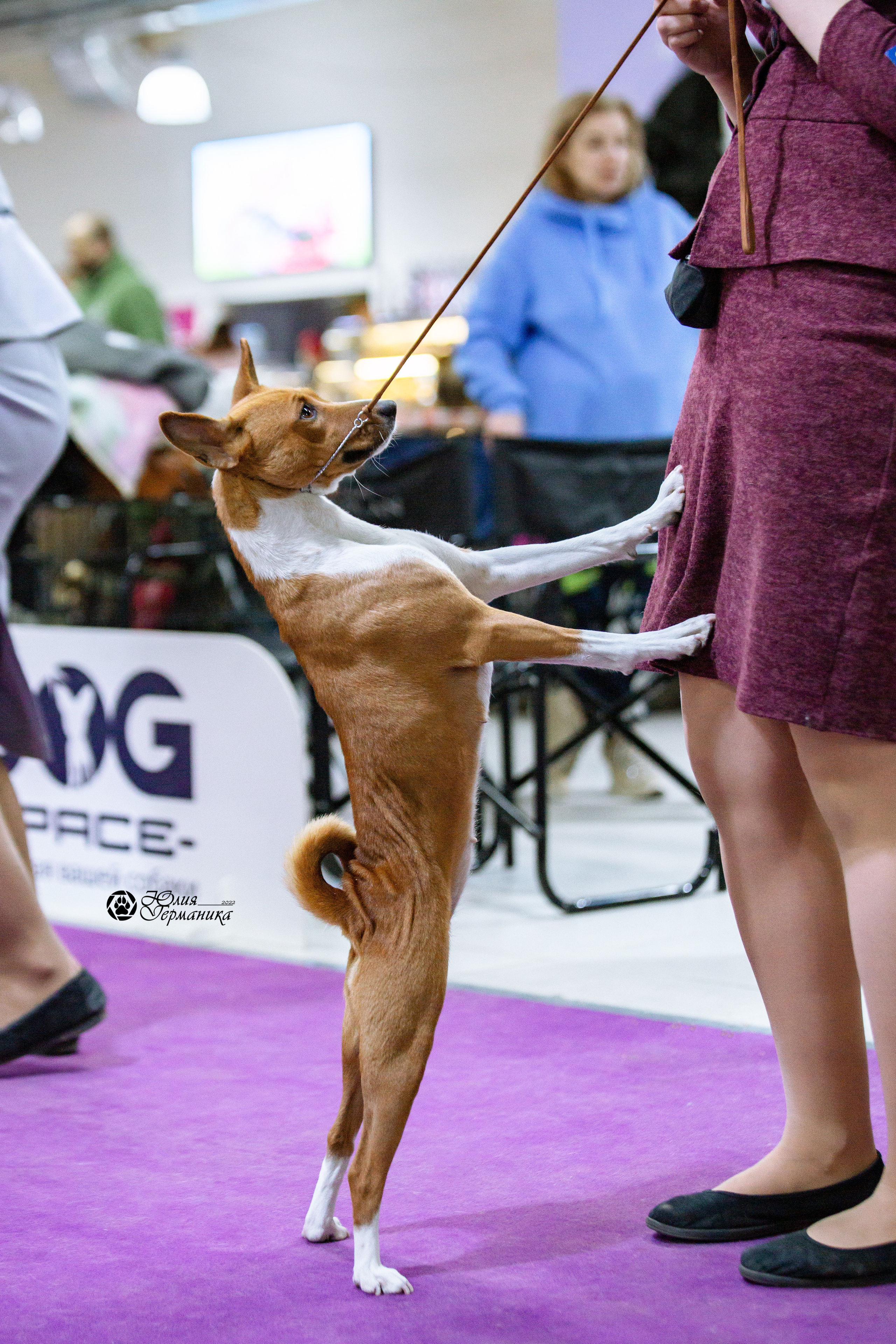 Чайна-Таун 13 и 20 марта 2022. Фотограф-анималист Юлия Германика