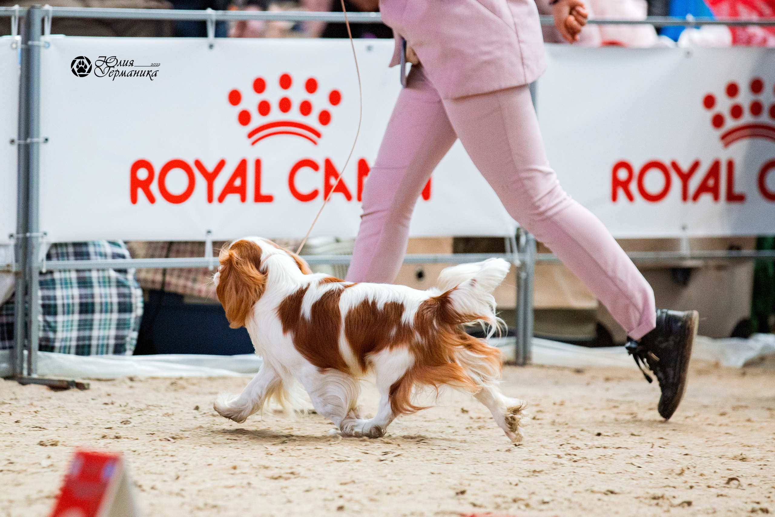 Минск 2хCACIB 5-6 марта 2022. Фотограф-анималист Юлия Германика