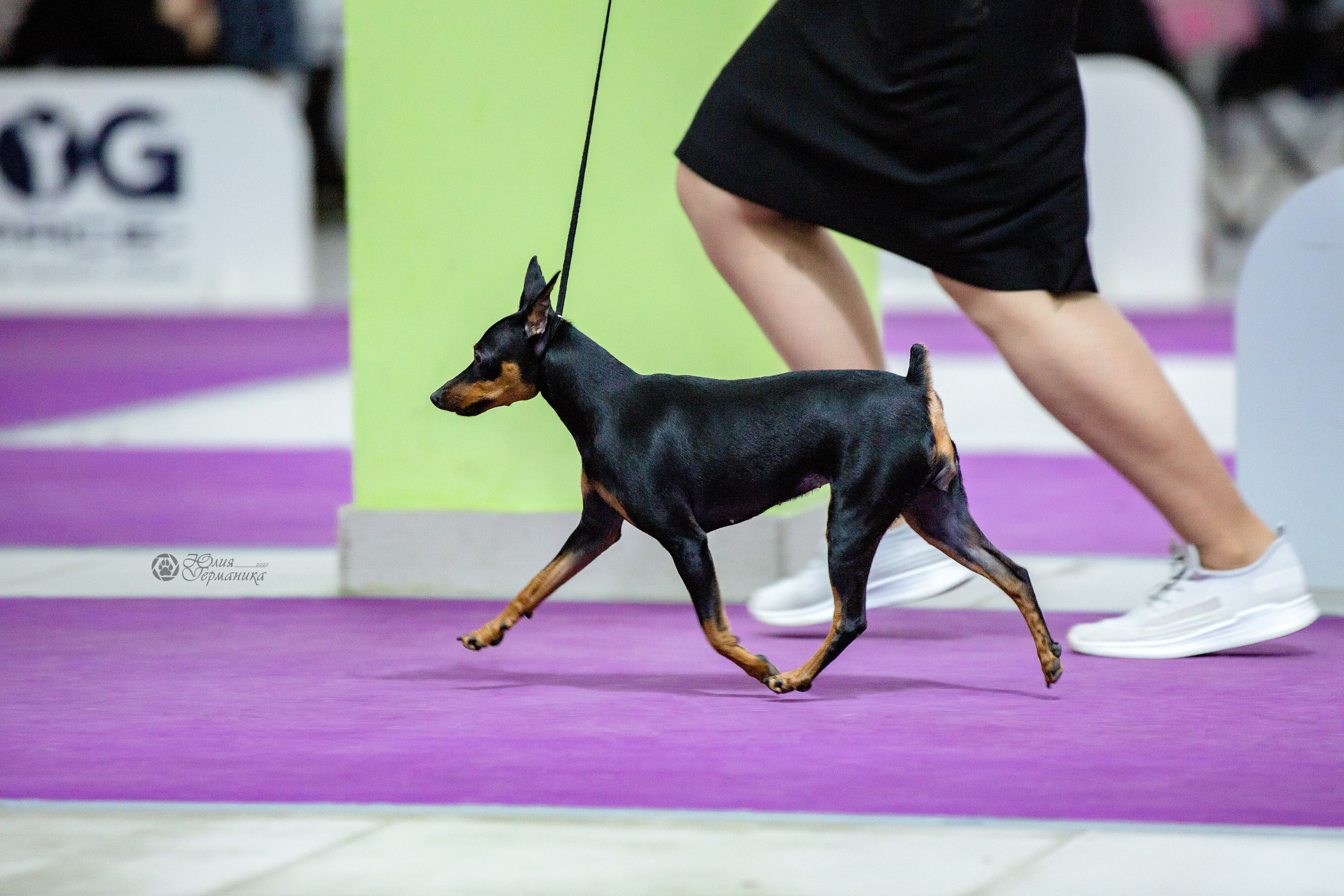 Чайна-Таун 24 и 27 марта 2022. Фотограф-анималист Юлия Германика