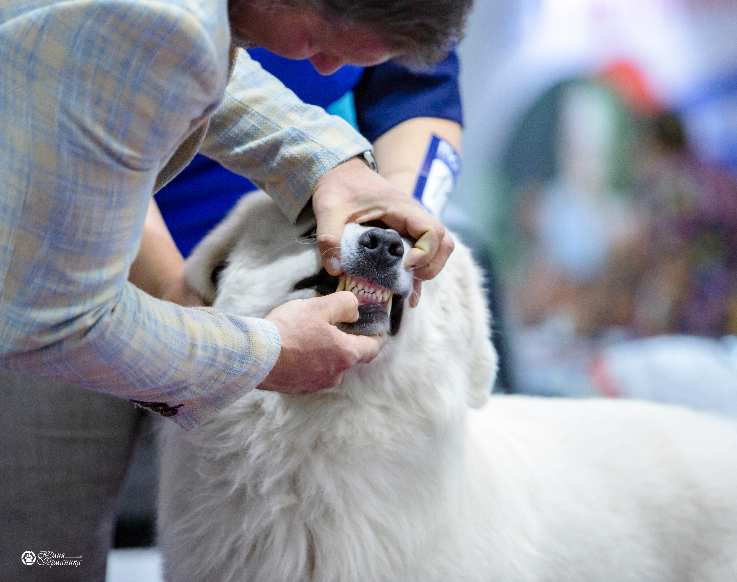 Чайна-Таун 18,26 и 29 декабря 2021. Фотограф-анималист Юлия Германика