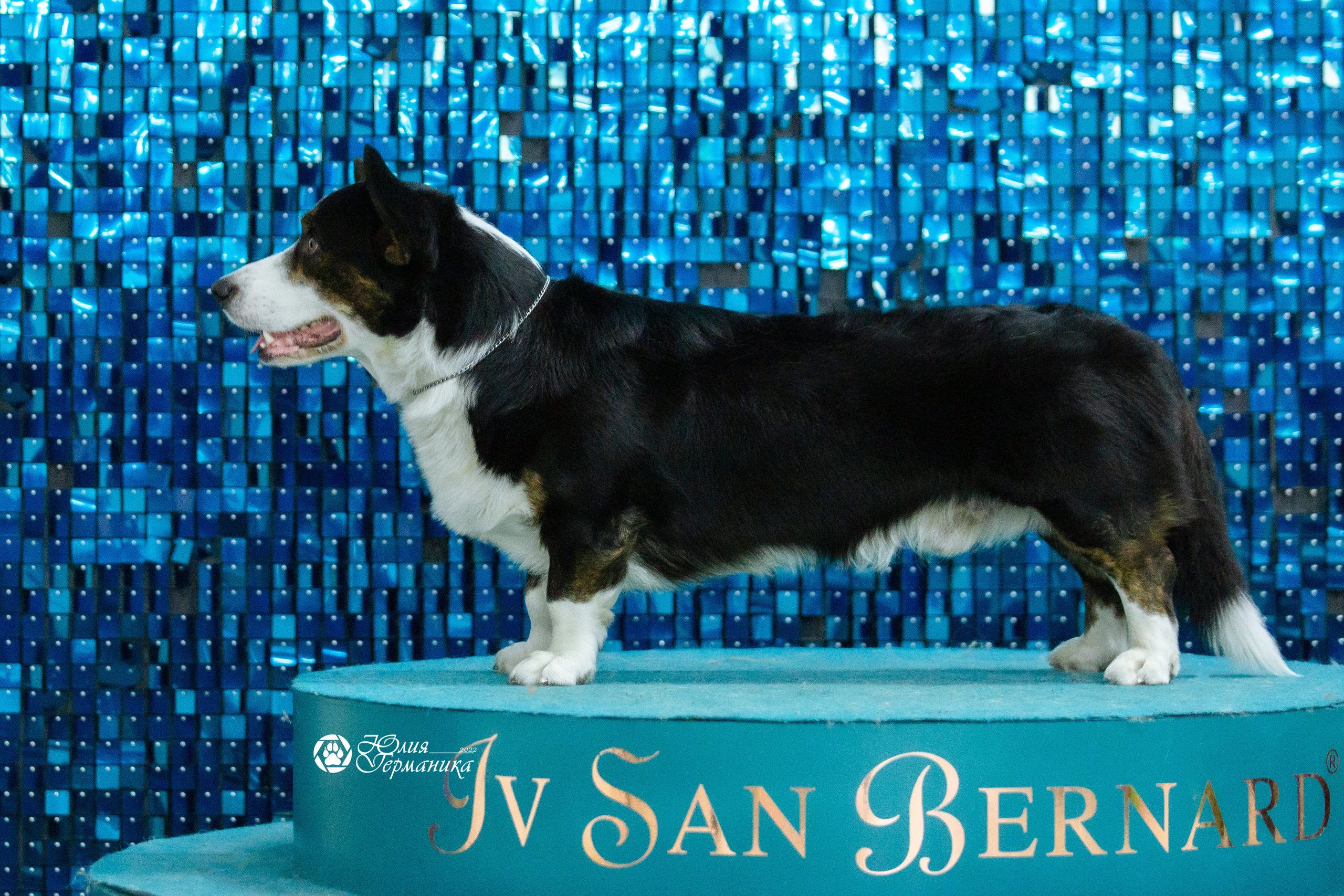 Чайна-Таун 27 февраля 2022. Фотограф-анималист Юлия Германика