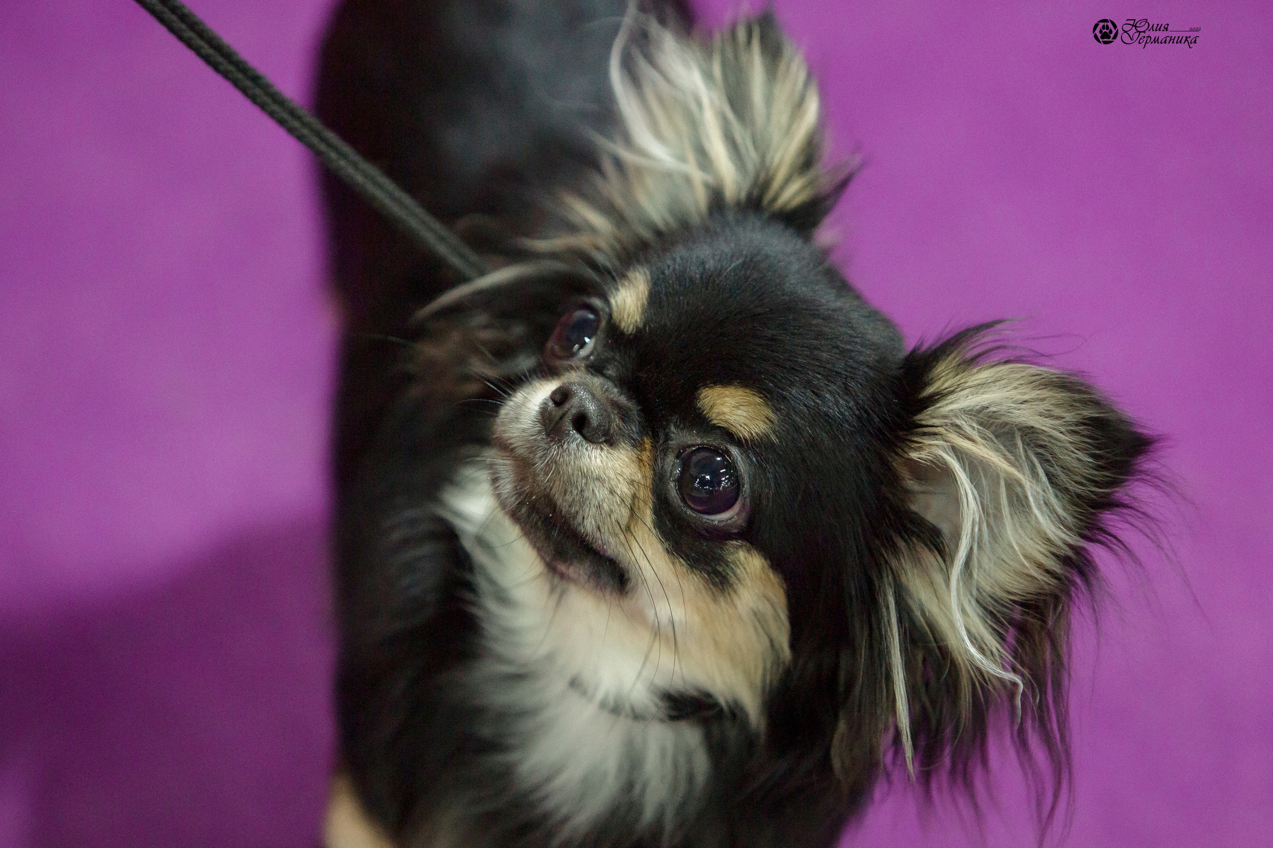 Чайна-Таун 8 января 2022. Фотограф-анималист Юлия Германика