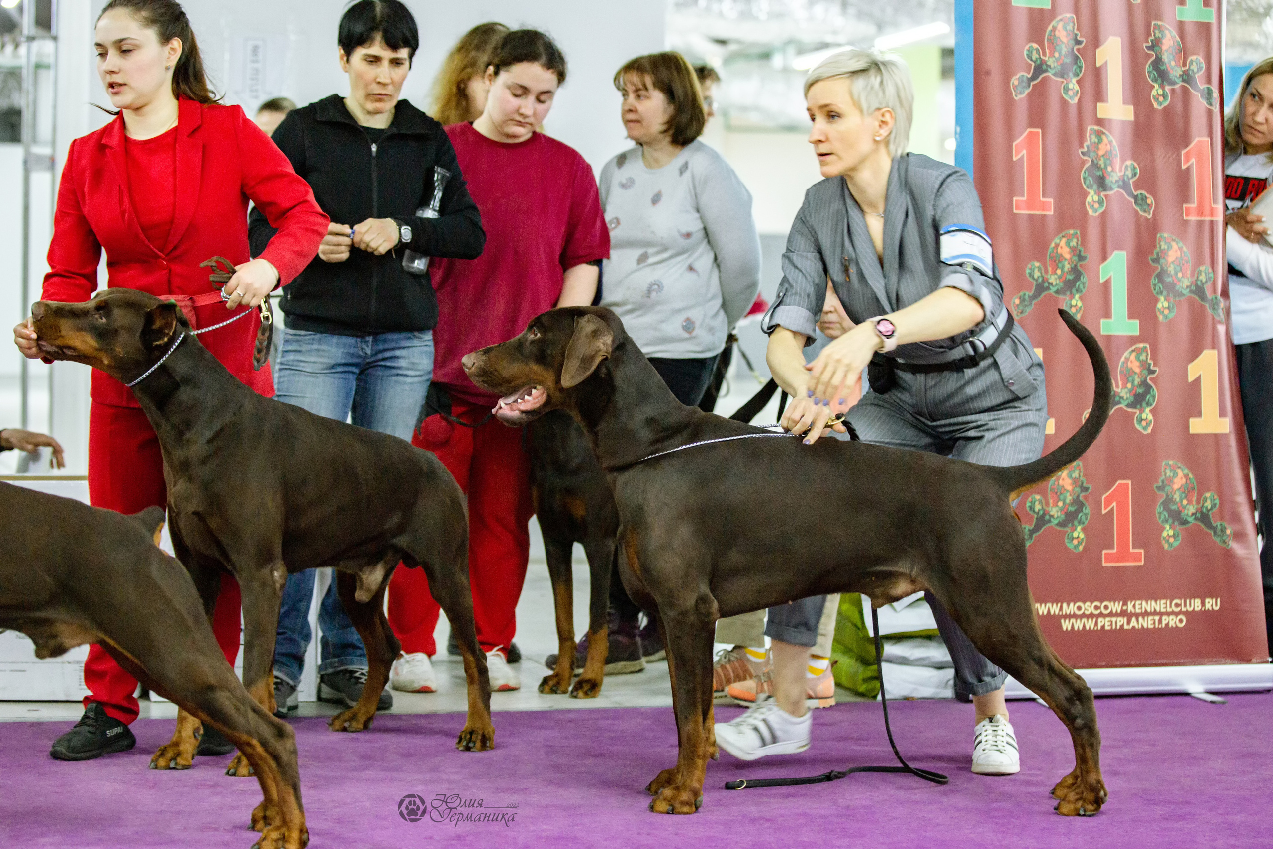 Чайна-Таун ПК Доберманов  3 апреля 2022. Фотограф-анималист Юлия Германика