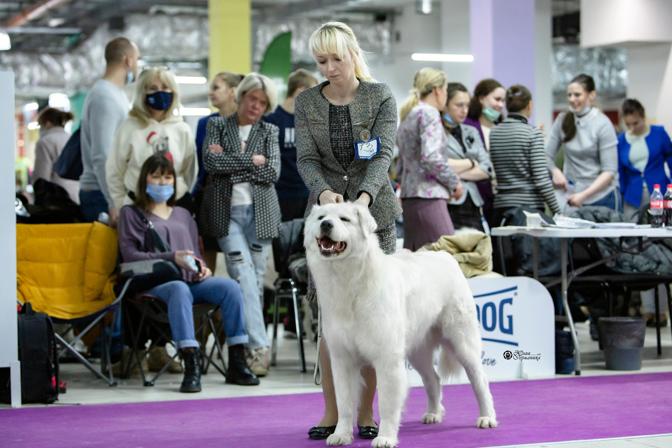 Чайна-Таун 18,26 и 29 декабря 2021. Фотограф-анималист Юлия Германика