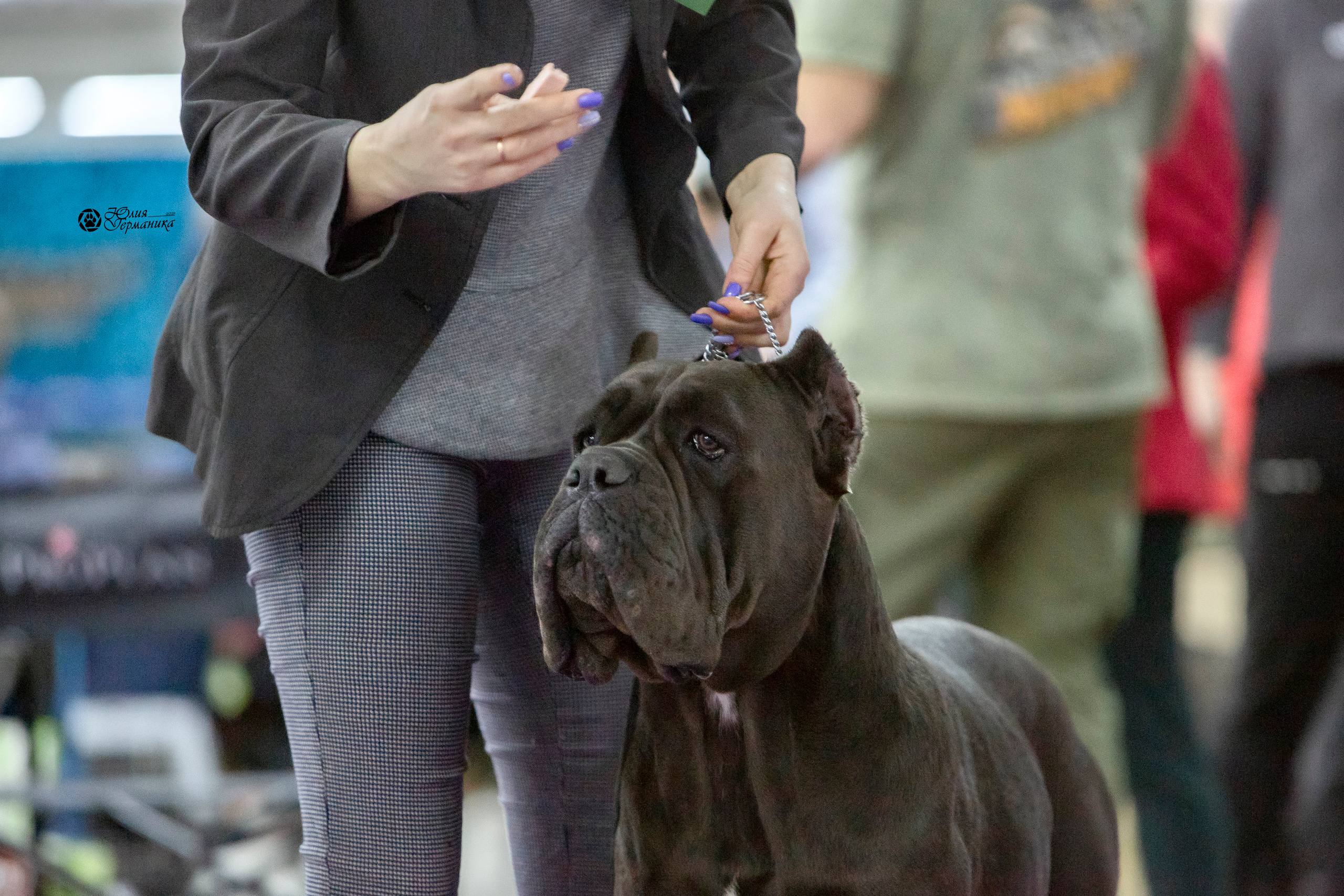 Чайна-Таун 18,26 и 29 декабря 2021. Фотограф-анималист Юлия Германика